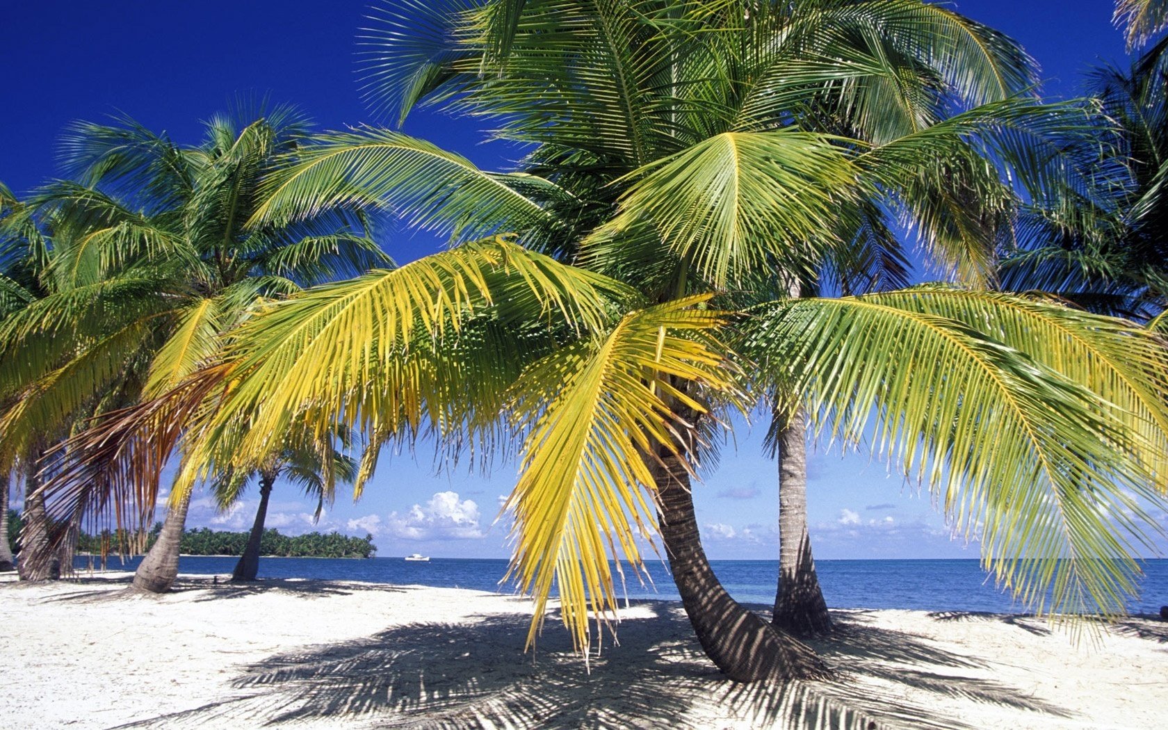 rami di palma costa selvaggia ombra spiaggia acqua cielo palme cielo blu alberi vegetazione tropici isole estate caldo caldo paradiso vacanze oceano