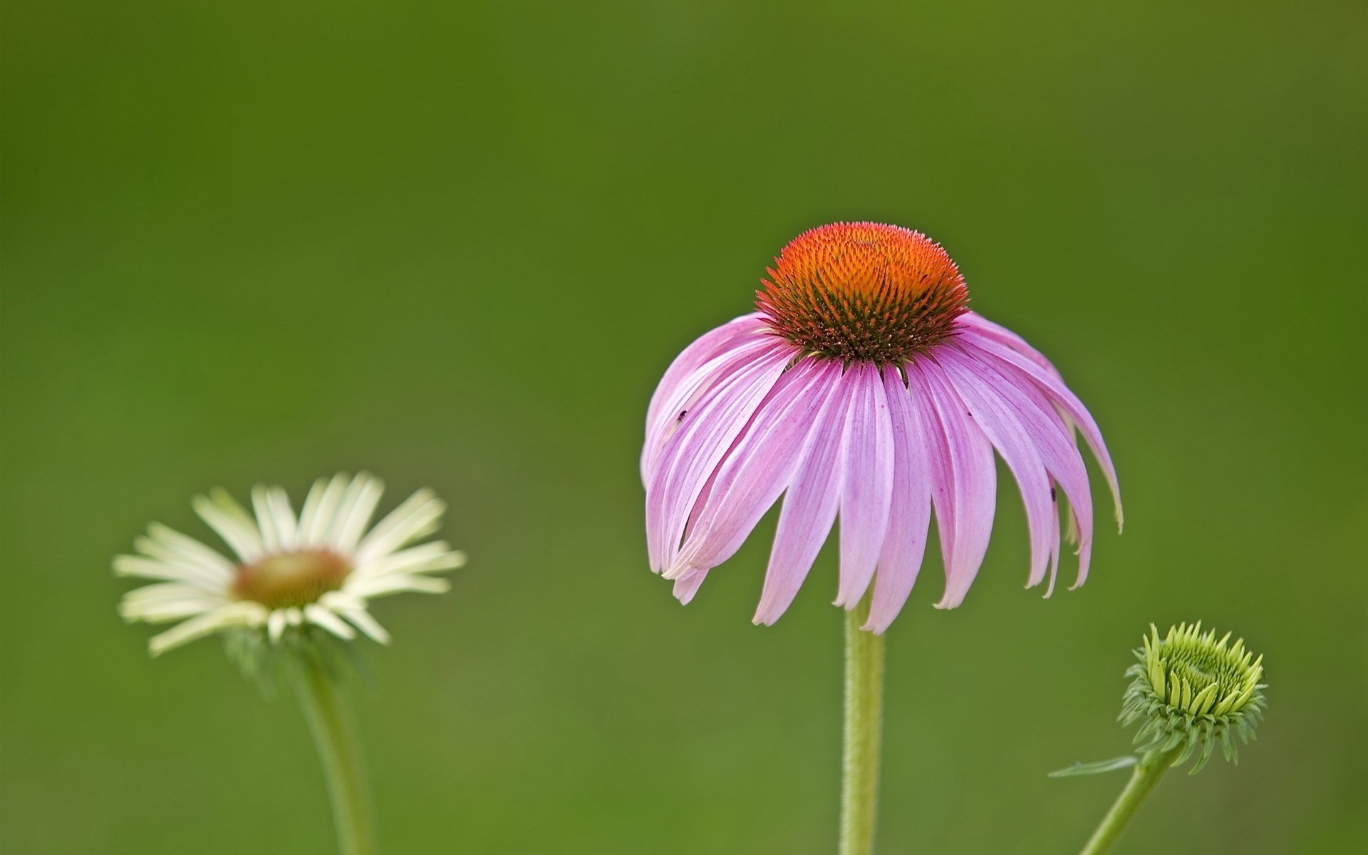 marguerite terne pétales abaissés fleurs lilas gros plan