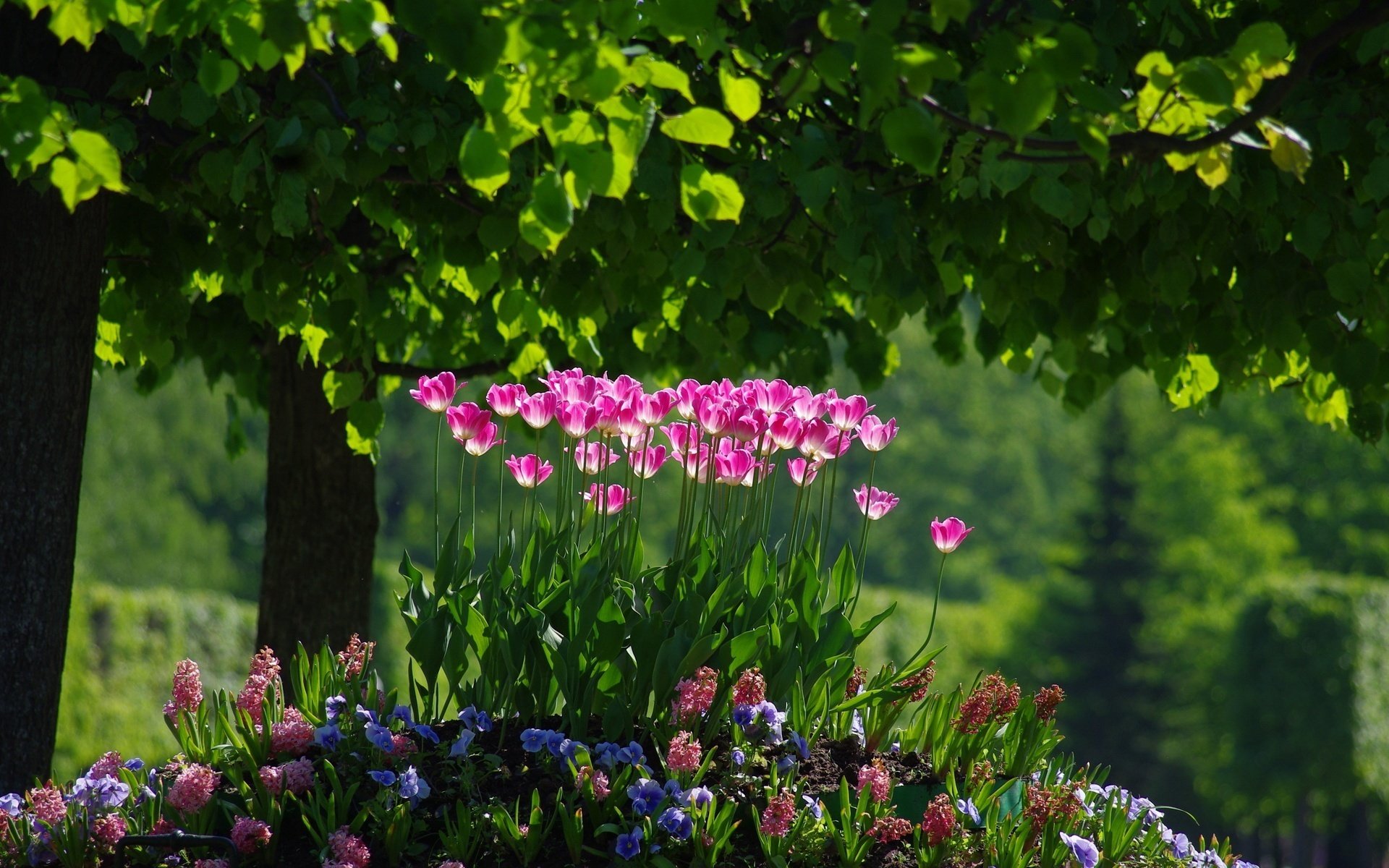 fiori foresta tumulo fiori rosa aiuole