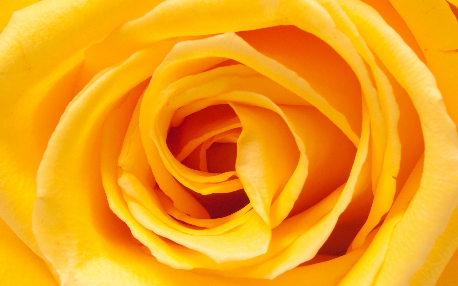 delicate flower flowers rosette yellow petals macro rose