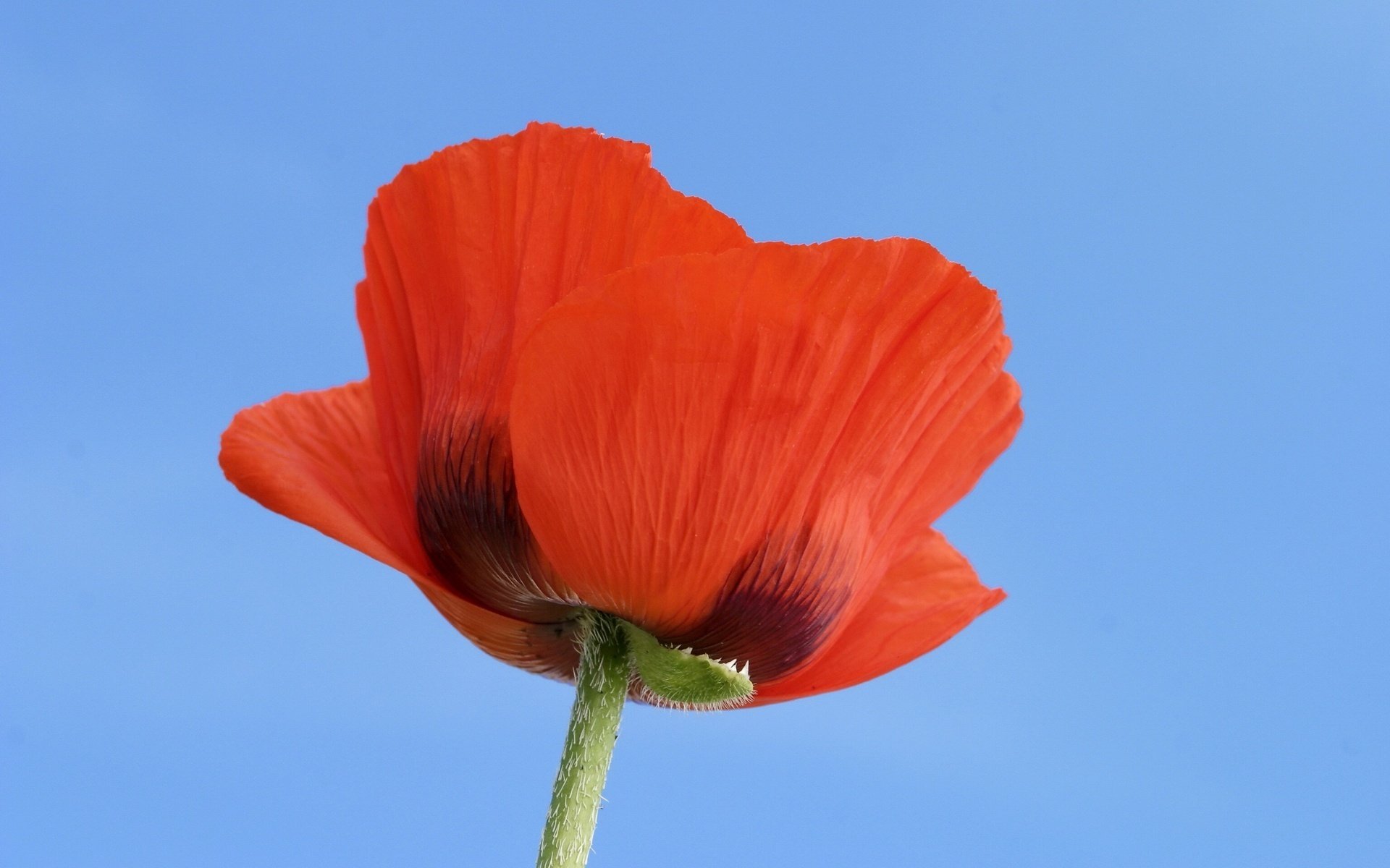 fleurs de feu fleurs coquelicots soleil gros plan