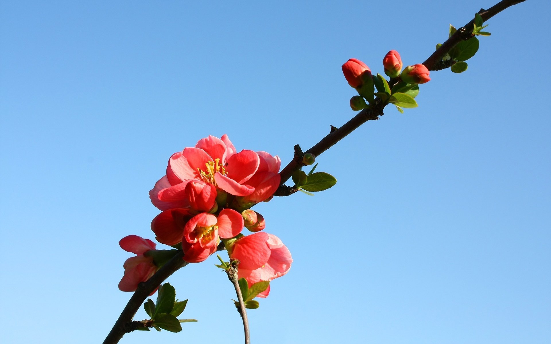 ast orangefarbene blüten blumen farbe makro himmel