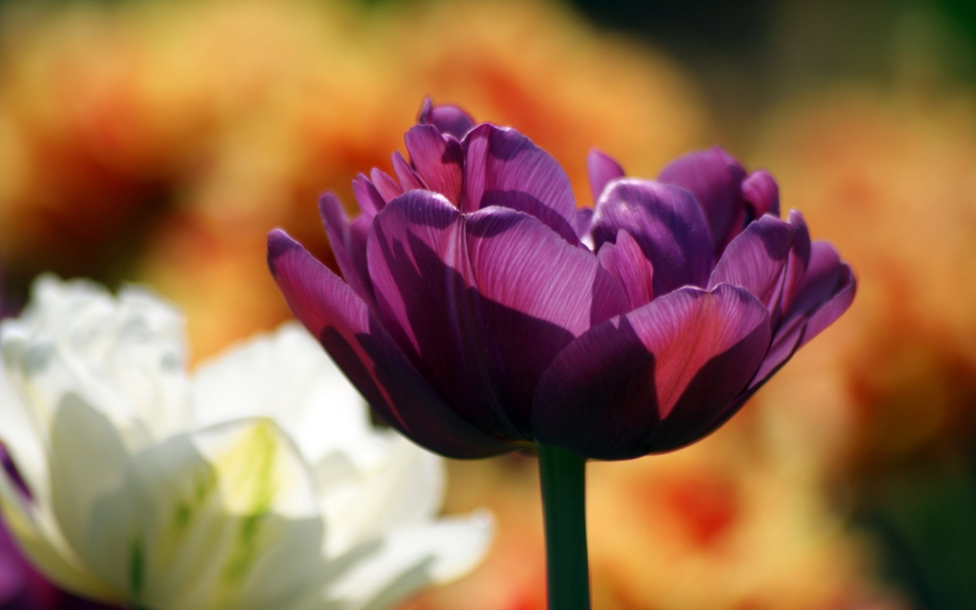 purple beauty transparent petals flowers delicate creation macro