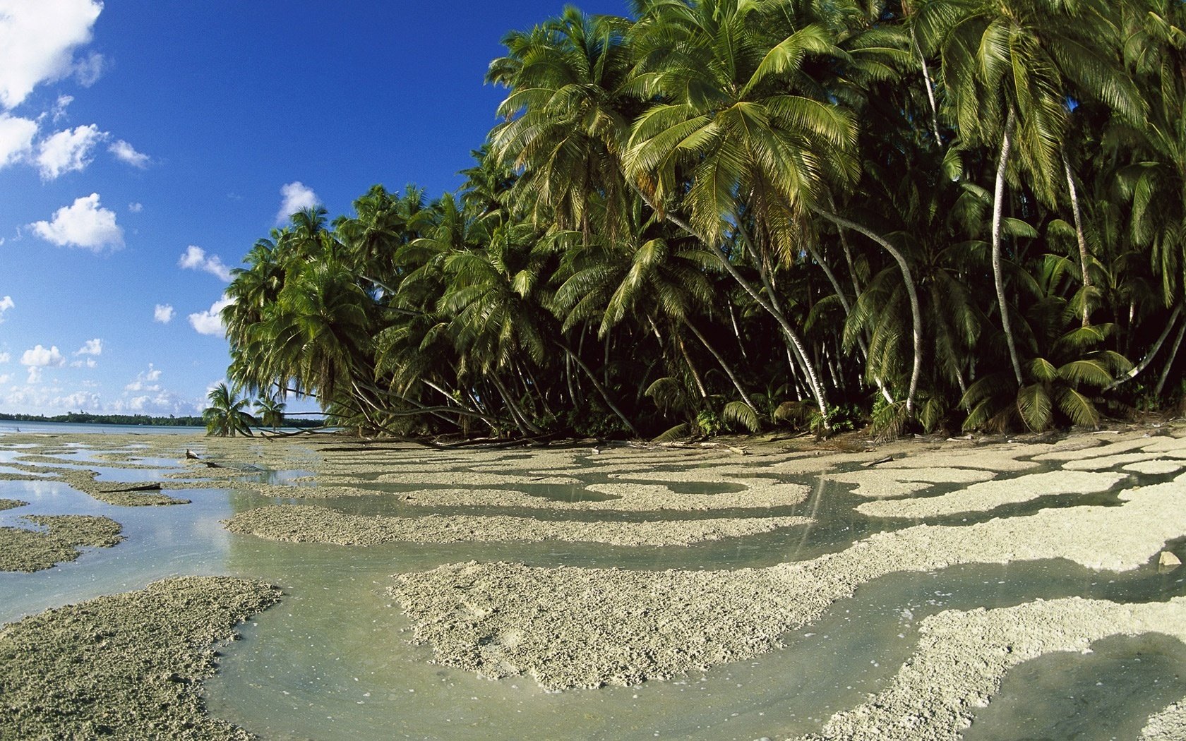 lugares salvajes patrones de agua bosque playa cielo costa palmeras isla nubes vegetación trópicos naturaleza paisaje