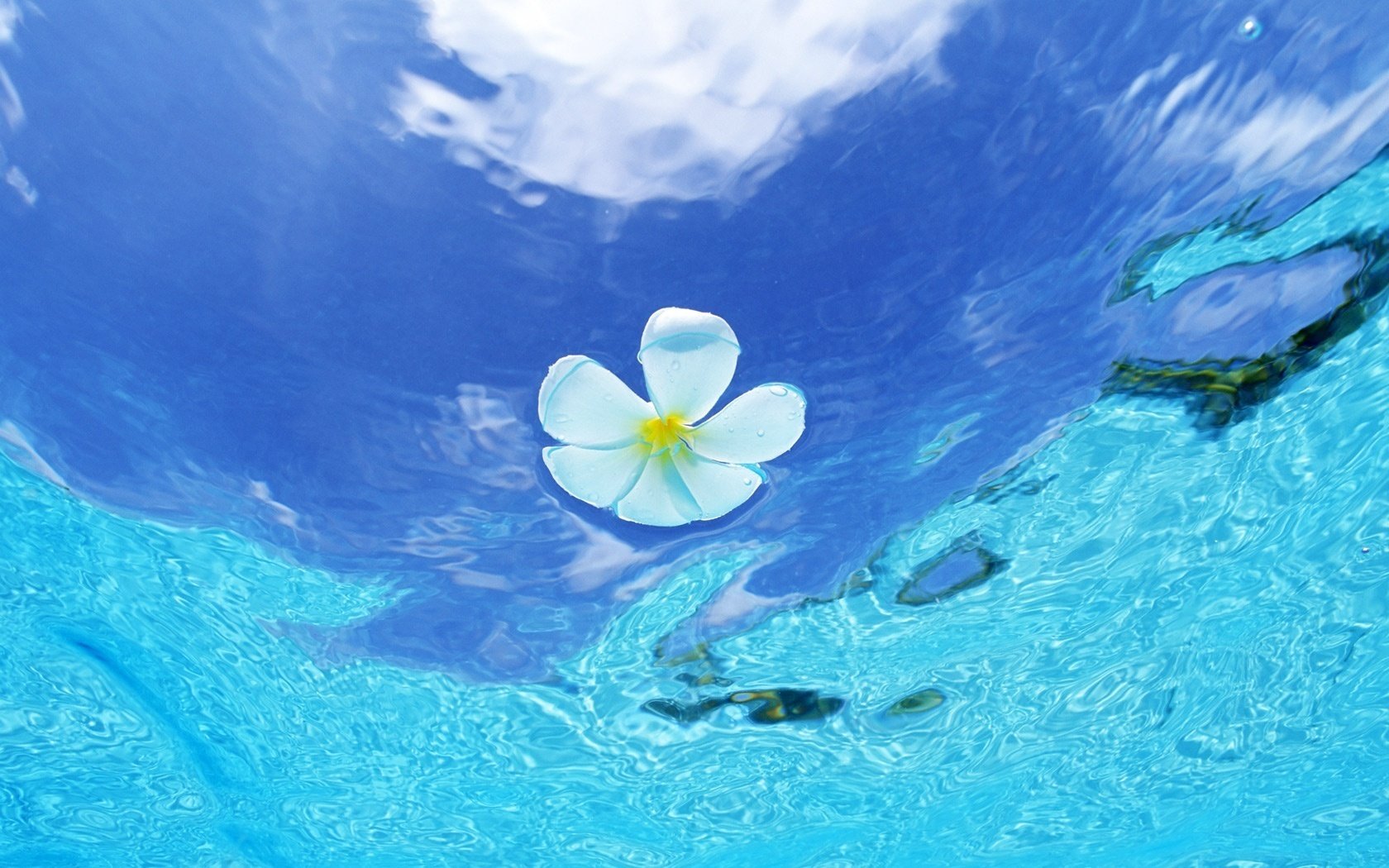 eau de mer beauté fleur blanche eau ciel mer fleur réflexion nuage