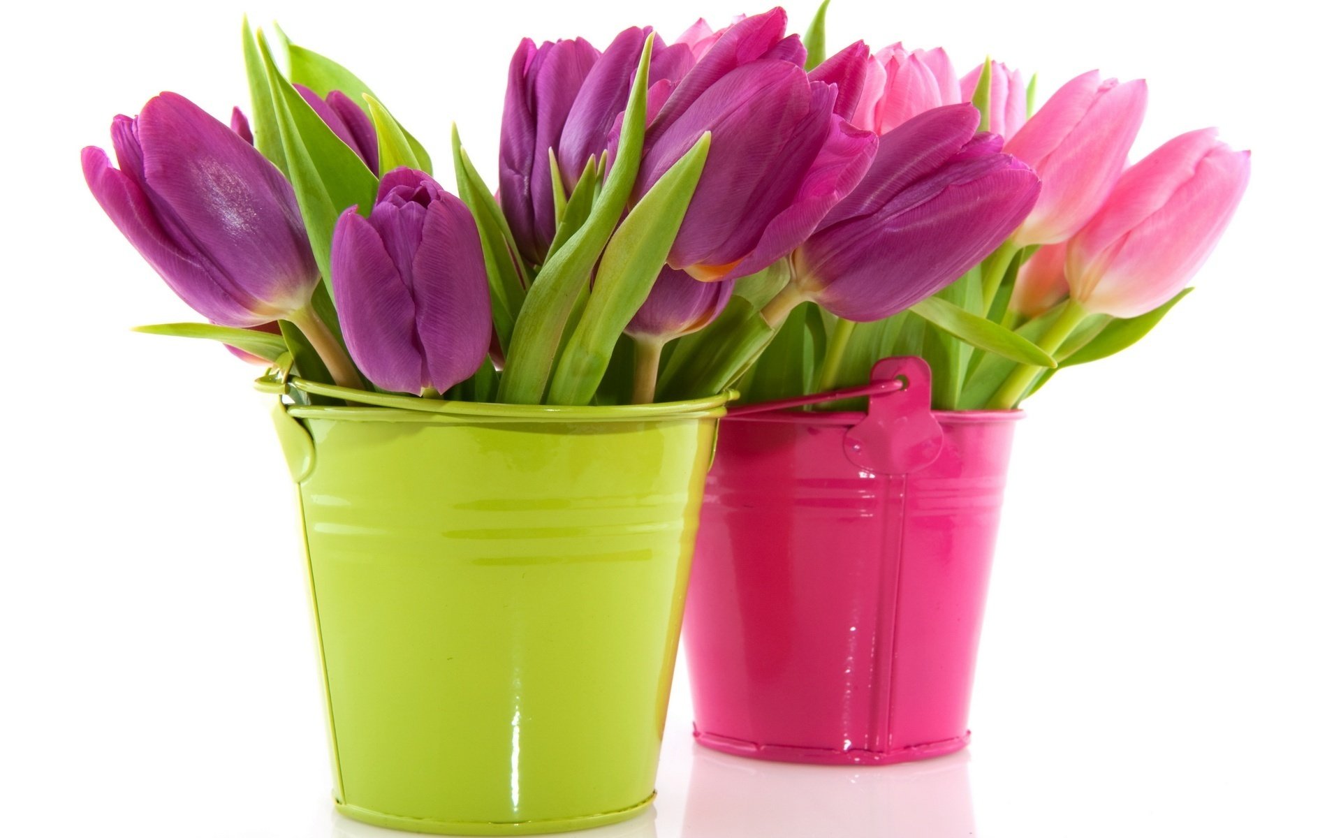 seaux fleurs couleurs vives tulipes pots