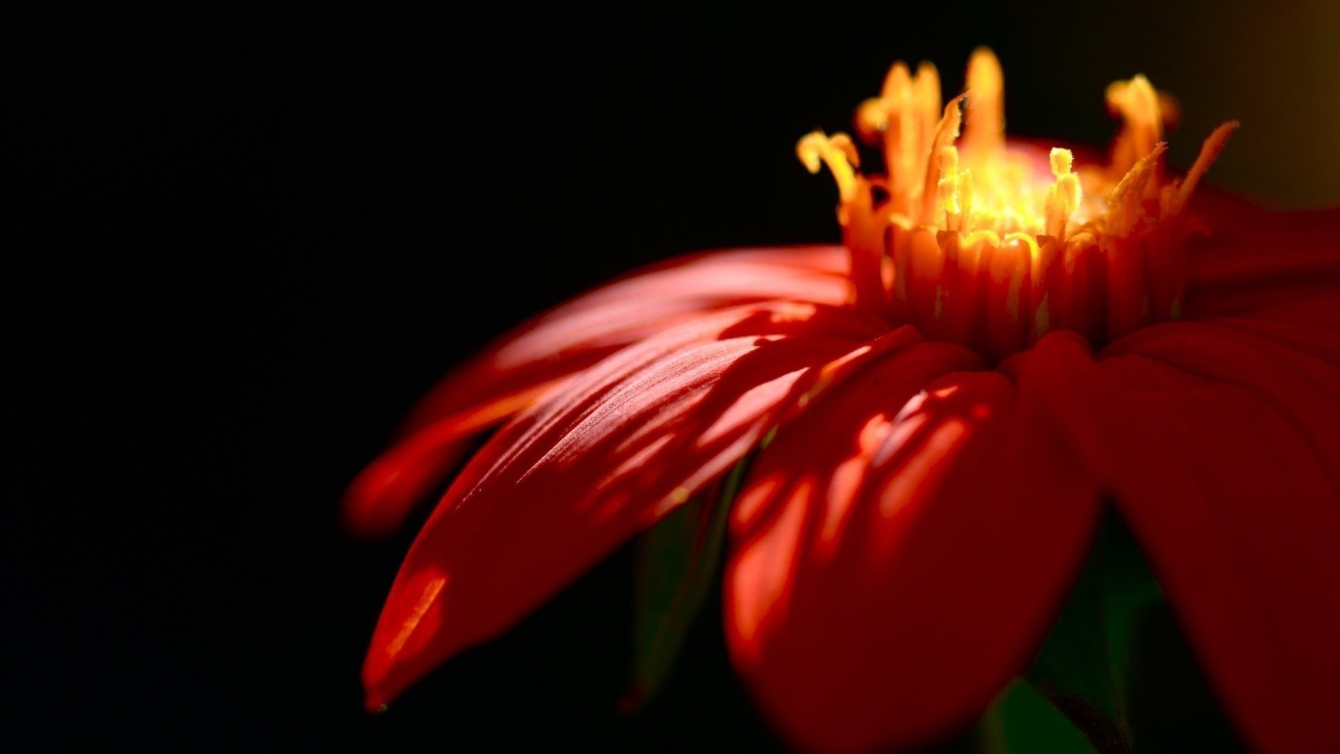 mit feuer blumen blume lange blütenblätter makro