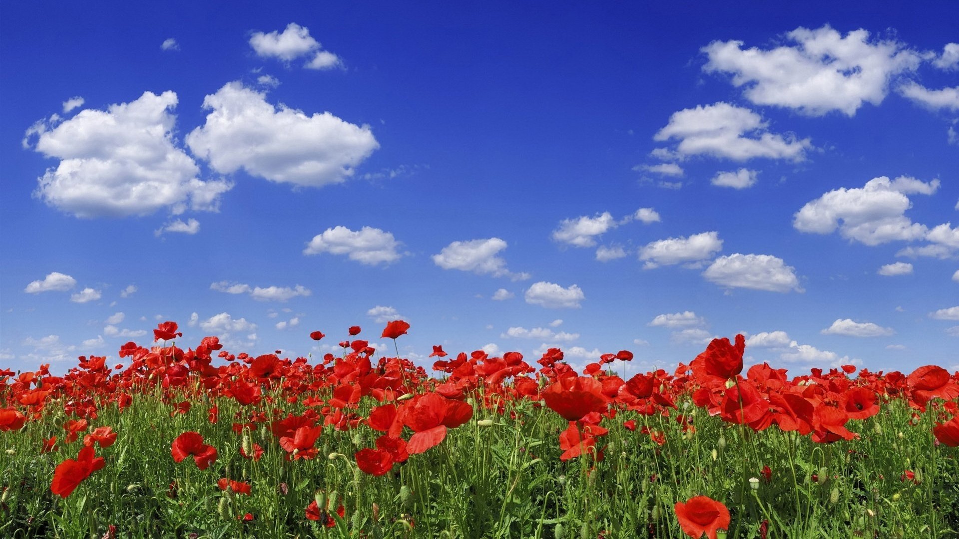 campo de fuego flores amapolas cielo cielo