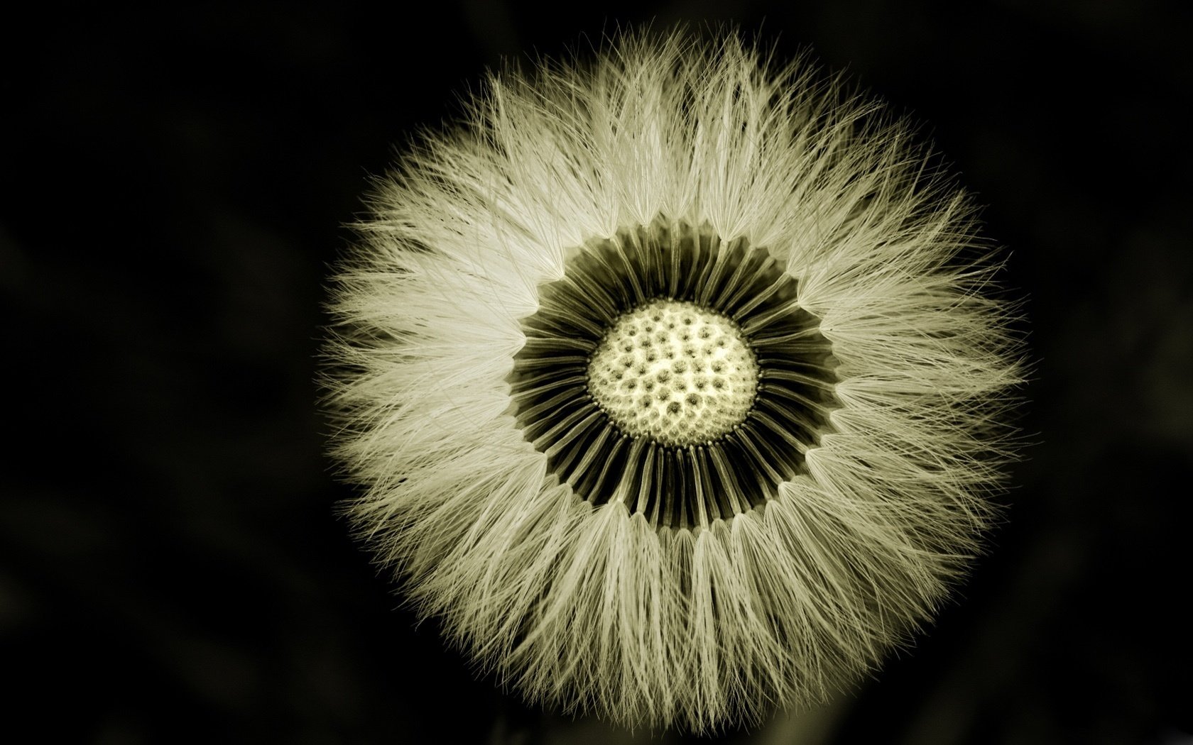 black and white beauty fluffy leaves dot