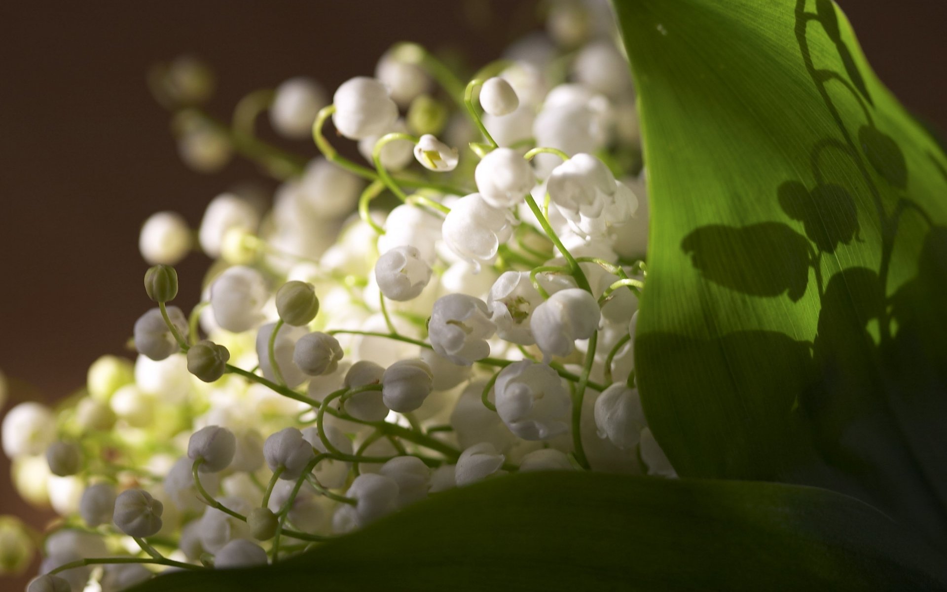 white crumb young flowers bells bouquet lilies of the valley