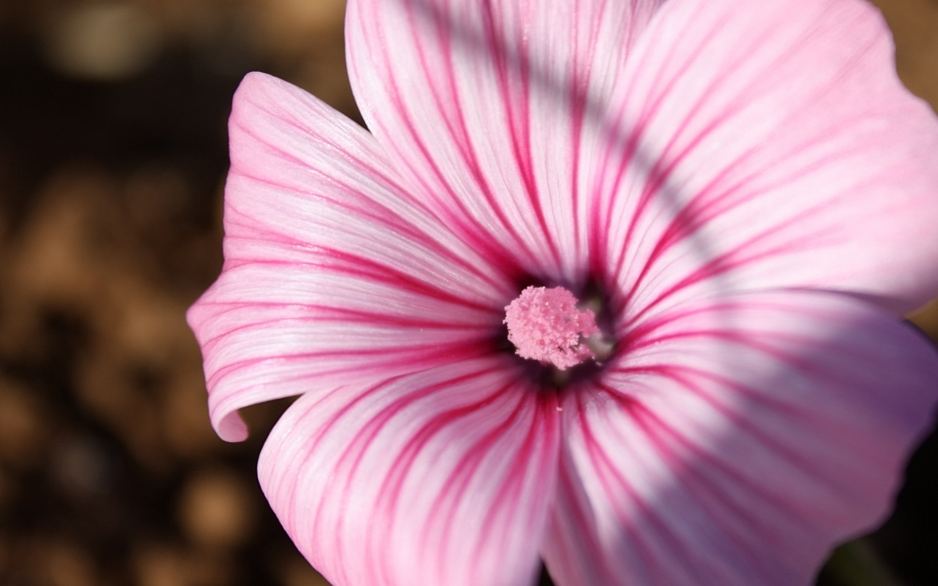 charmante blume einmaliger stößel blumen weiße streifen makro