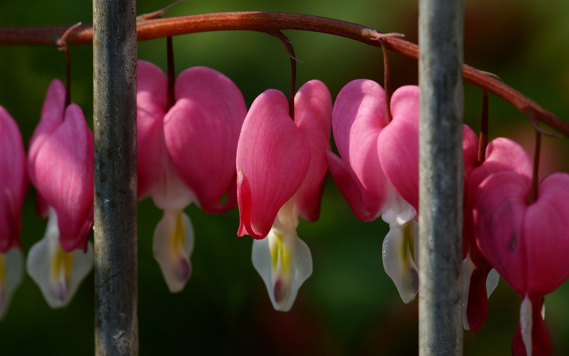 weiße mitte blumen zweig rosa kreationen makro