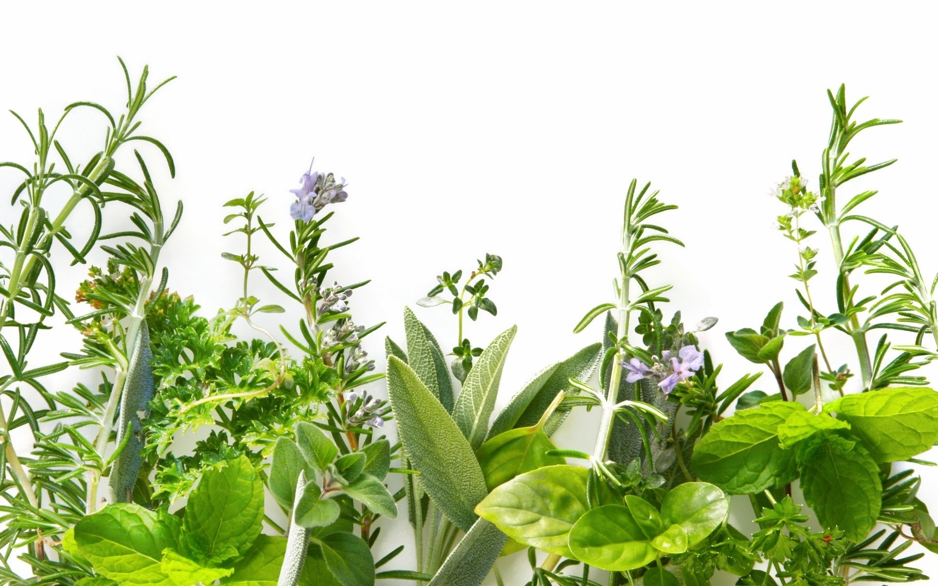 plante verte fleurs herbe petites fleurs fond blanc