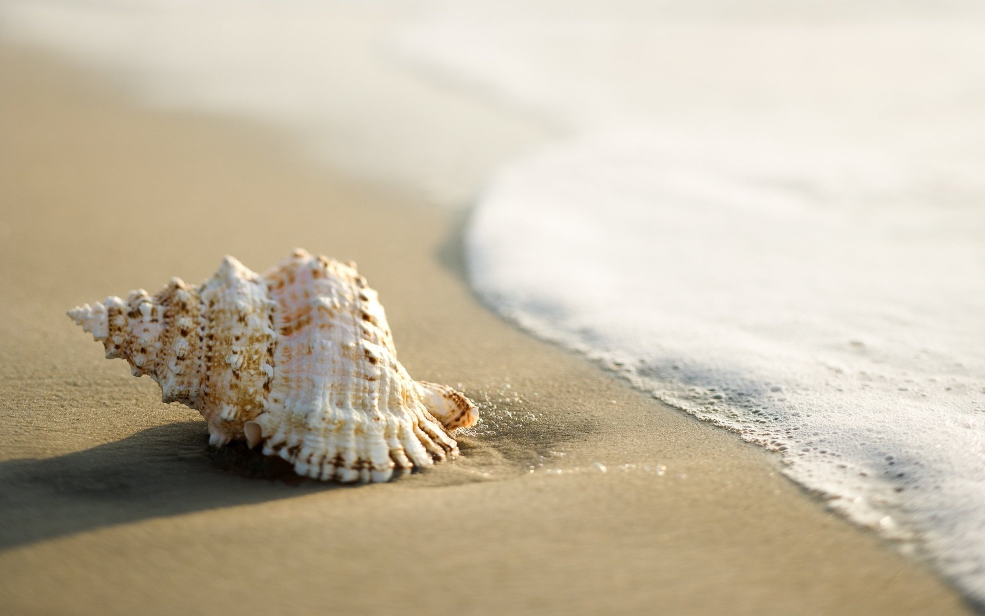 wave foam shell the sand sand sea wave beach shore