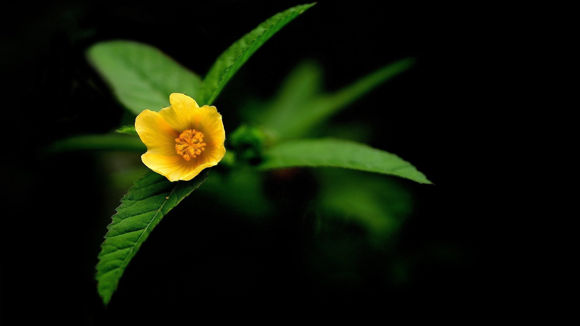 bébé jaune fleurs longues feuilles couleurs vives gros plan