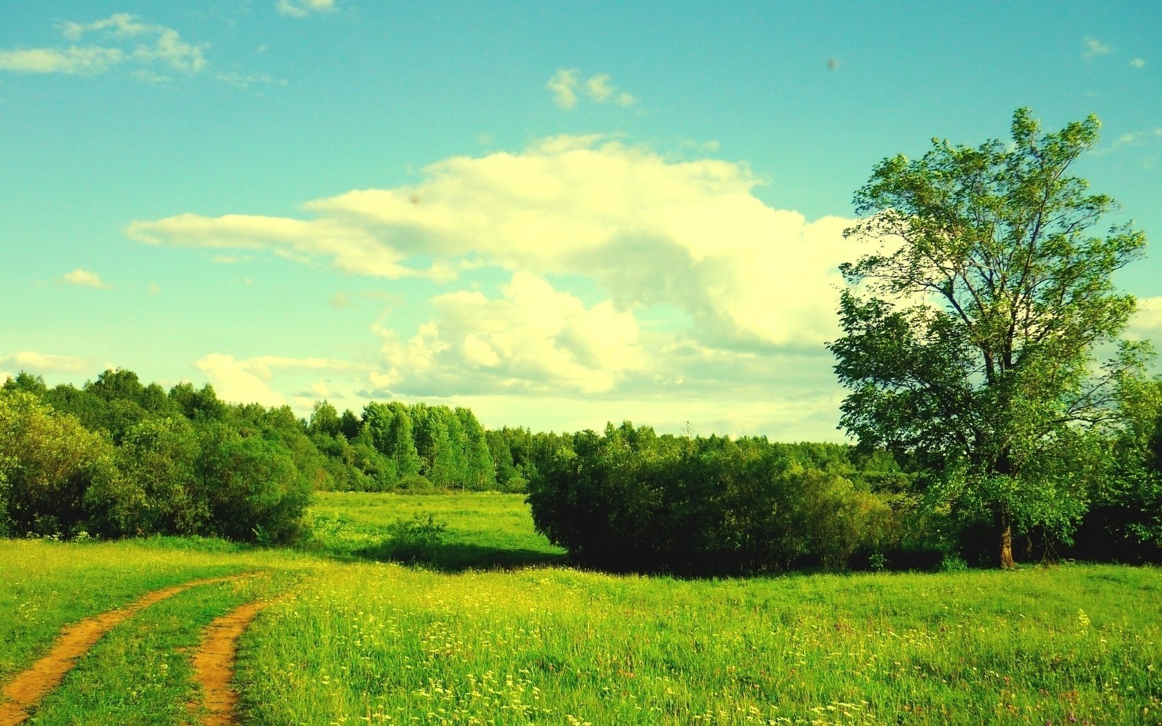 alberi fiori radura erba verde lenze da pesca foresta cielo nuvole verde cespuglio cespugli strada sentiero albero giornata di sole luce calore