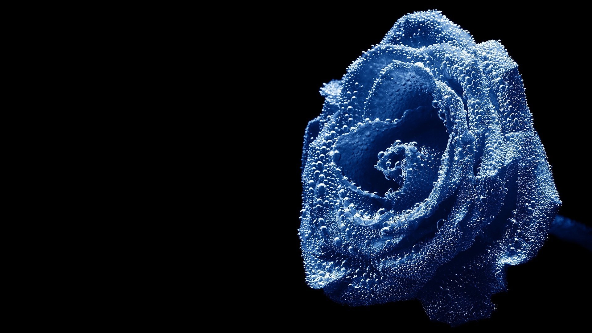 blue rose swirling petals flowers water splashes nature macro roses droplet