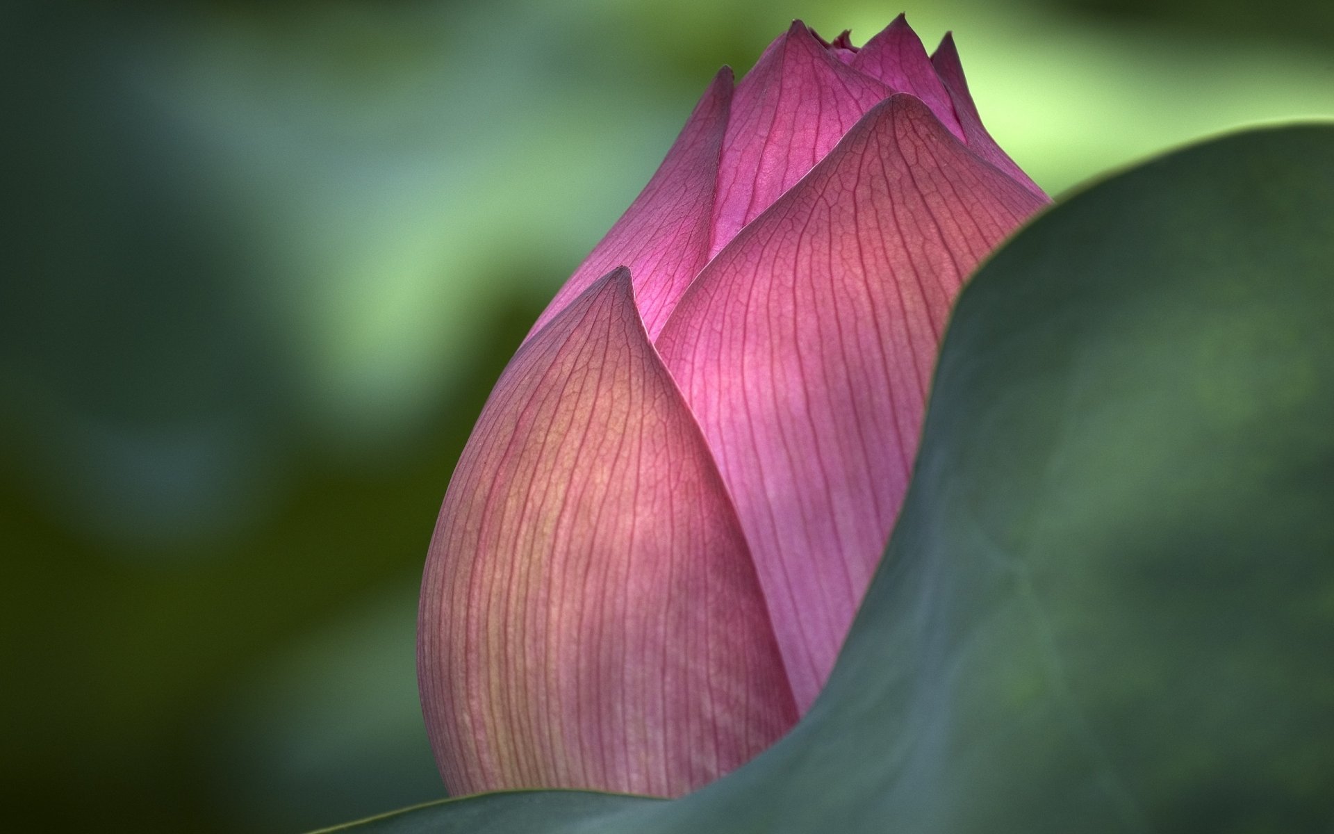 bocciolo chiuso foglia verde fiori venature macro