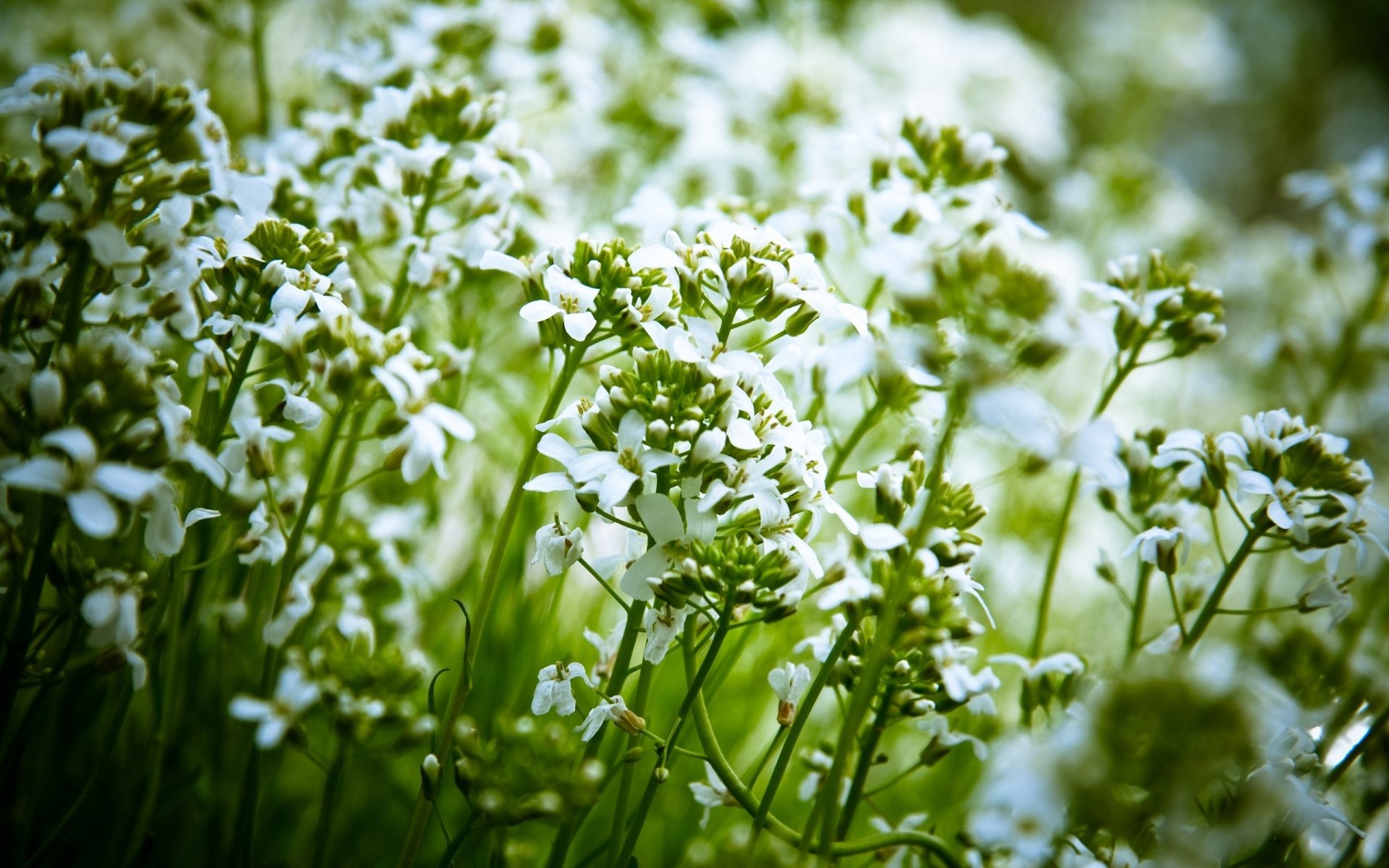 criaturas de campo flores flores blancas ramitas