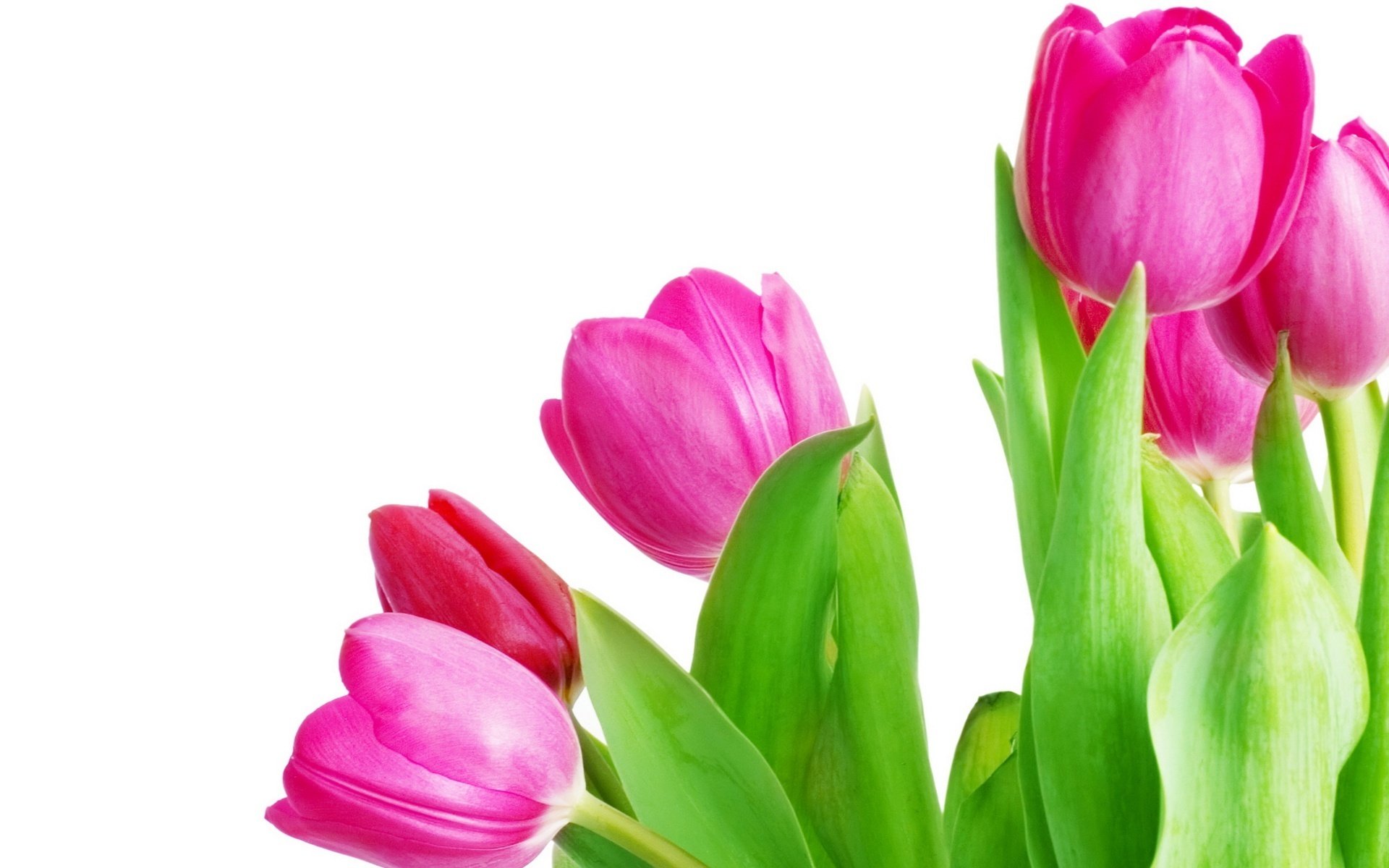 blumen tulpen grüne blätter weißer hintergrund blumenstrauß