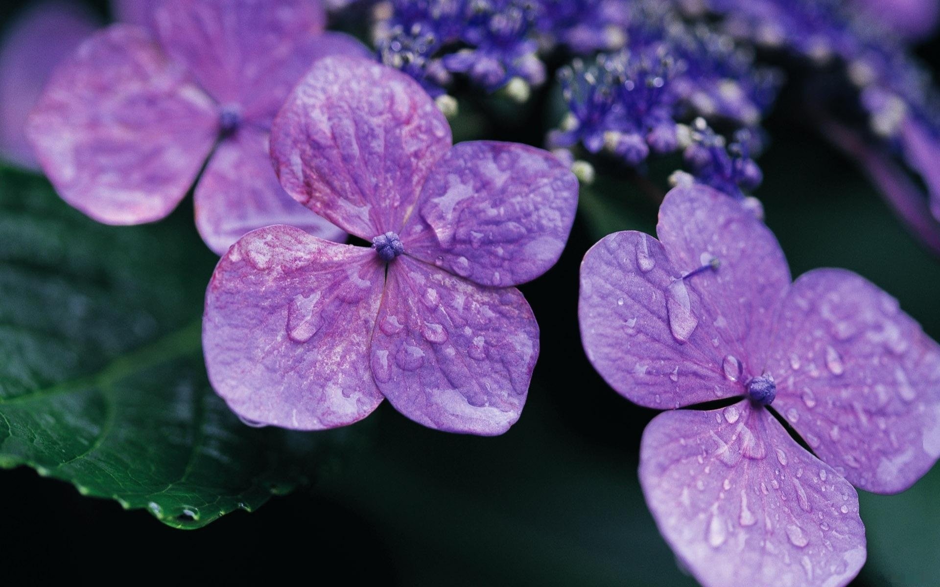 lilac crumbs four leaf a drop of dew flowers macro