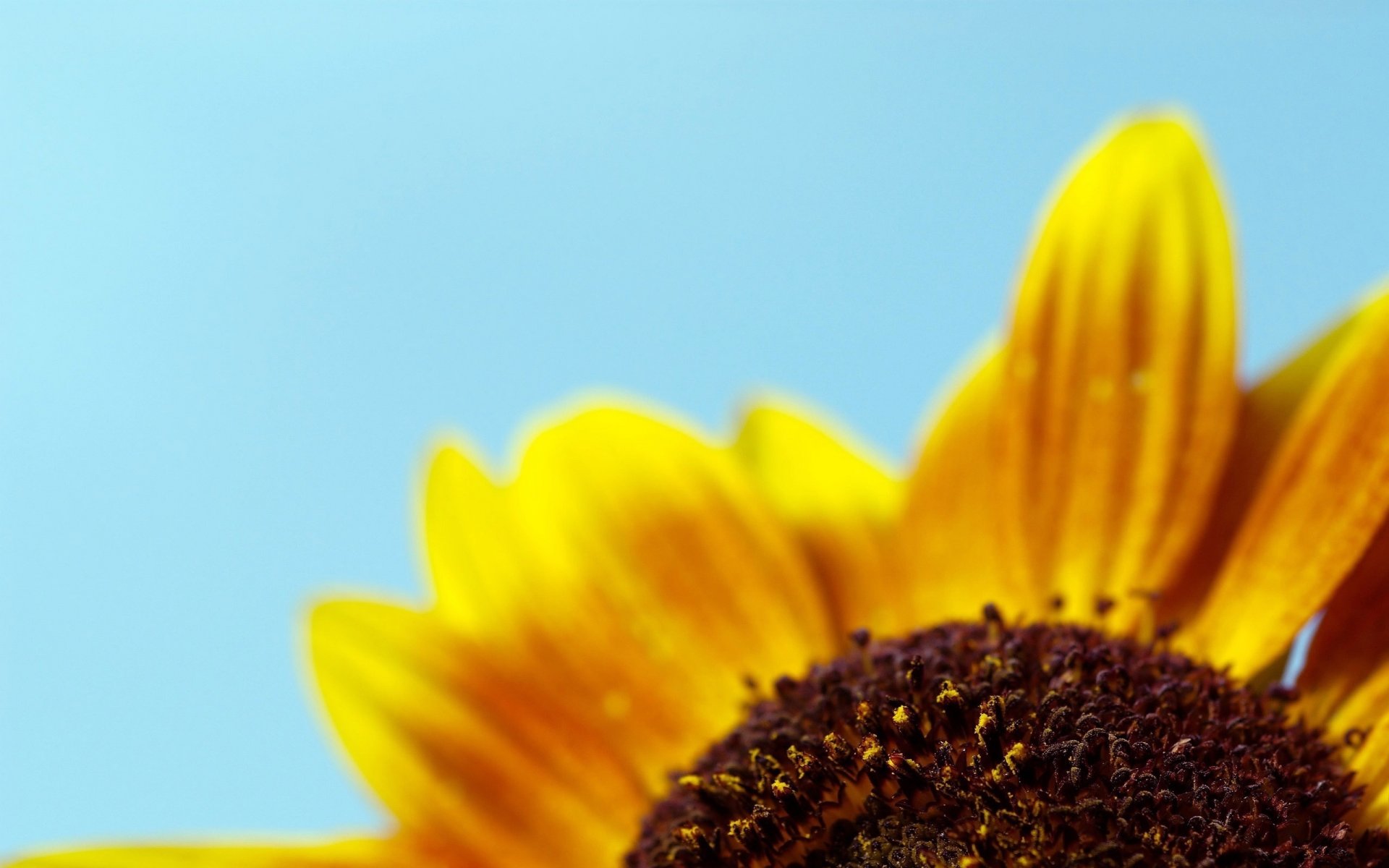 fiore solare mezzo scuro fiori girasole macro