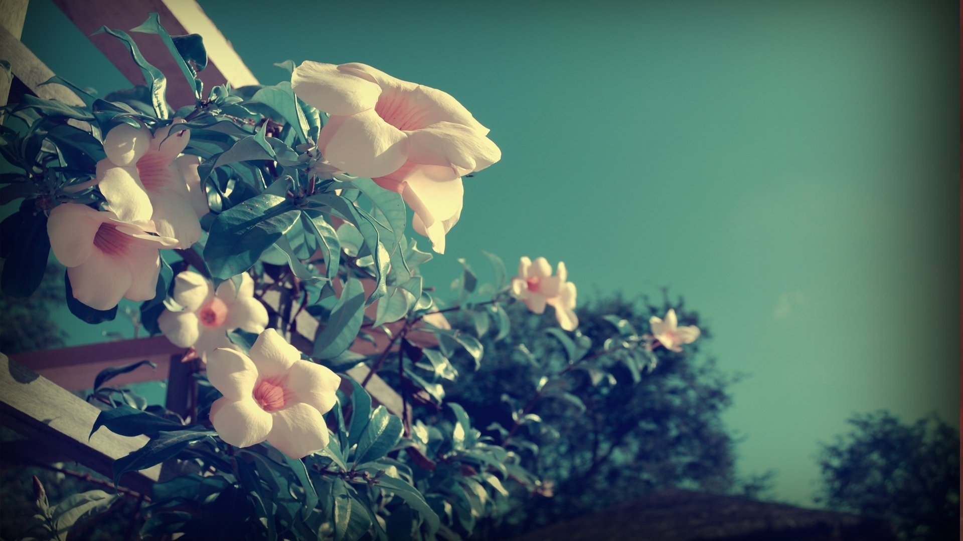 fleurs roses pétales verts fleurs véranda gros plan