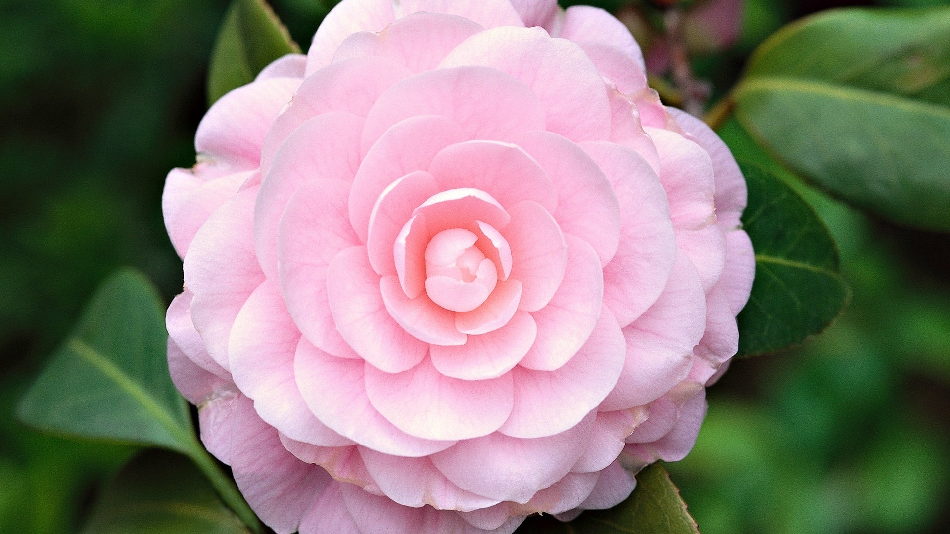 flowers wild rose light pink little petals macro roses nature