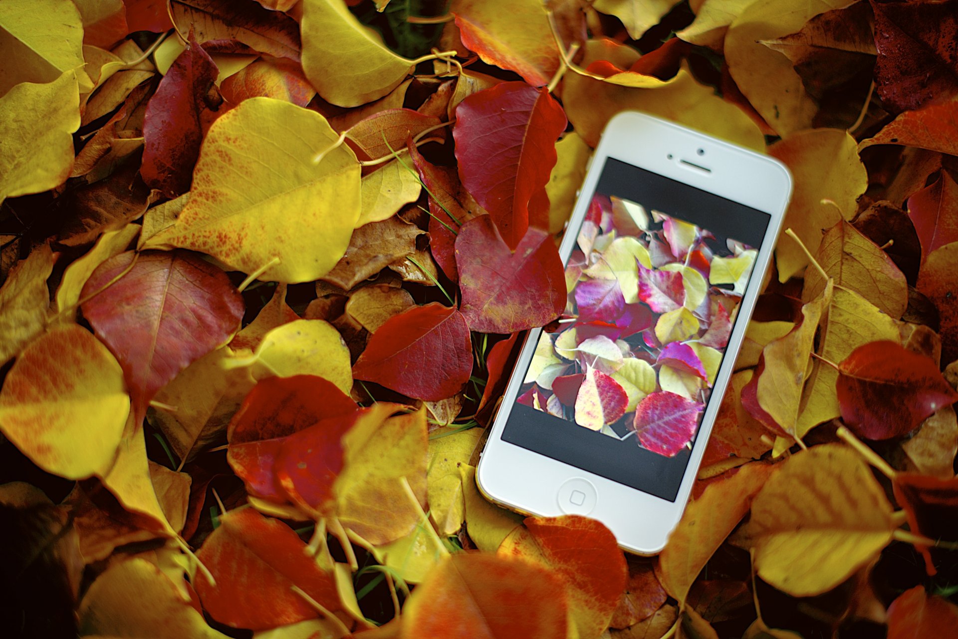 jamie frith photographer photo iphone apple foliage autumn