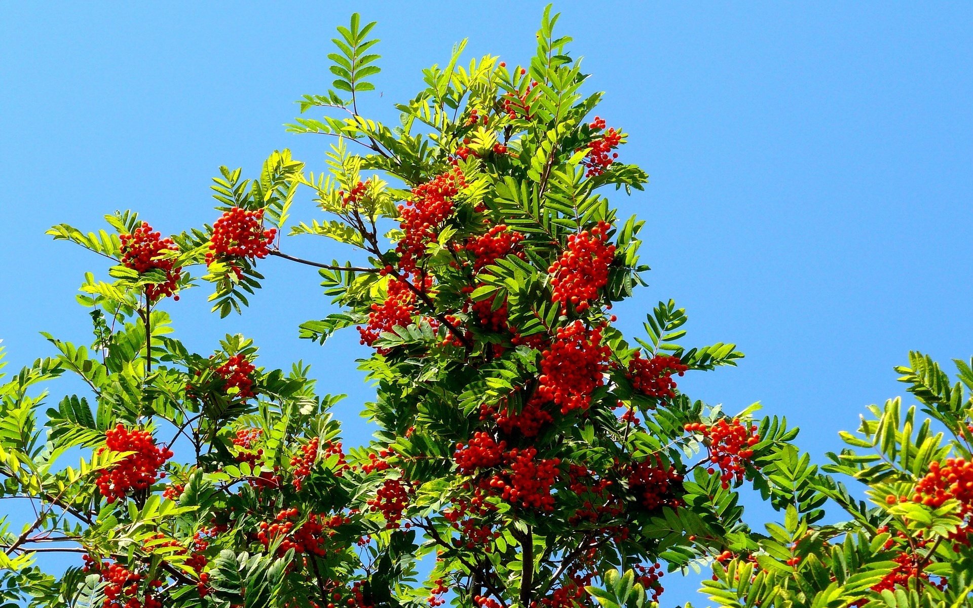 on the background of the heavens red rowan small green leaves fruit berrie