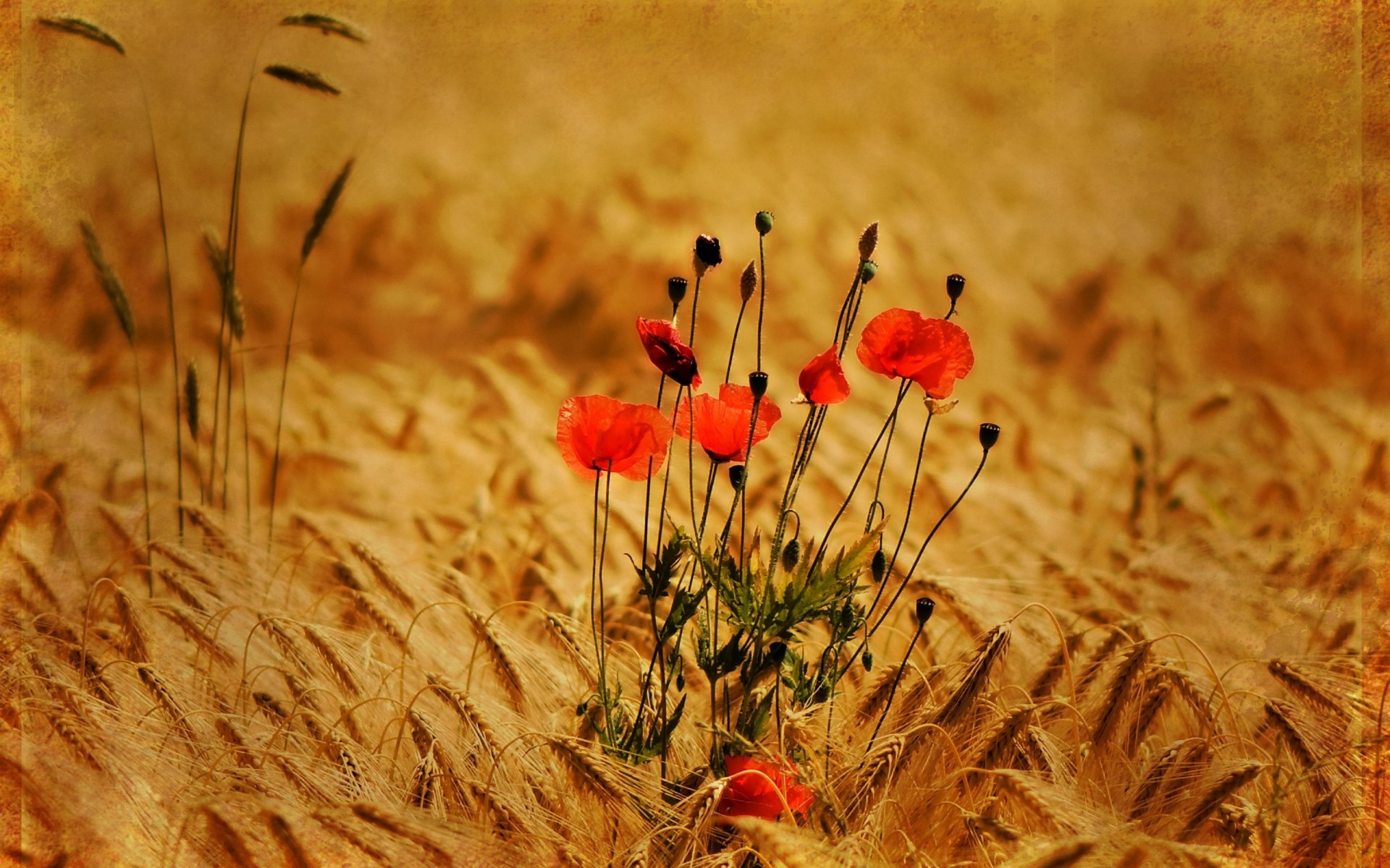 mohnblumen blumen feld goldene ährchen sommer