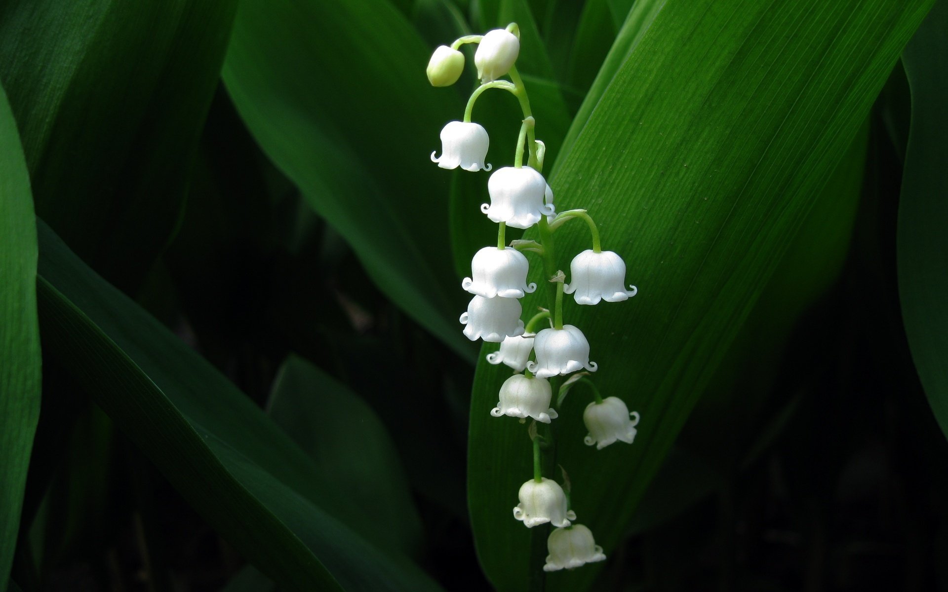 decoración de campos bebés blancos flores campanas macro lirios del valle