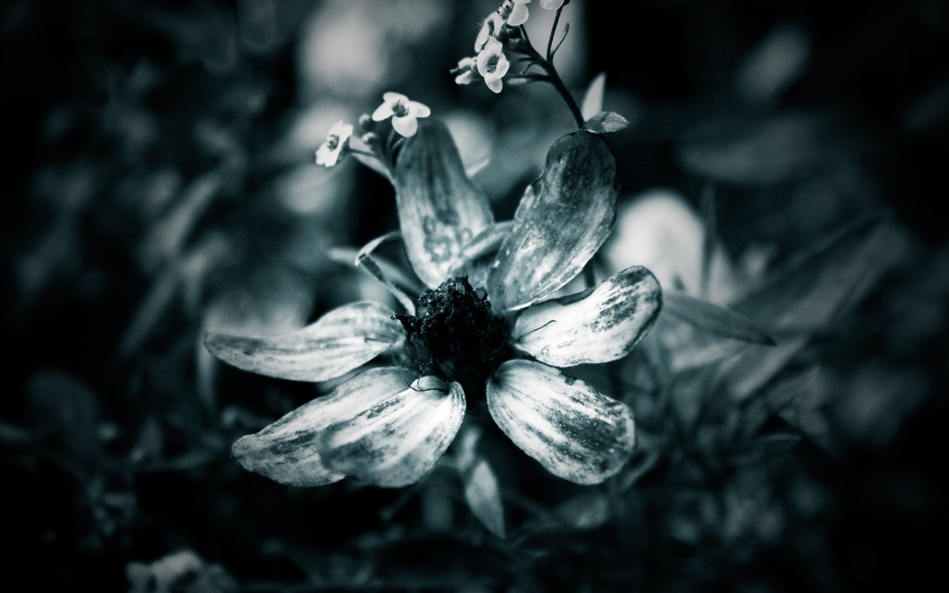 foto della natura petali di fiori ramoscello di piccoli fiori fiori macro