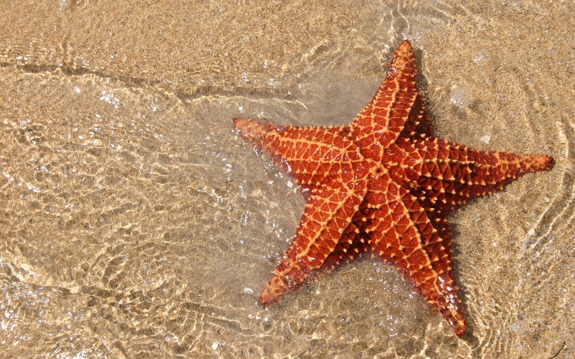 gelber sand seestern wasser tiere