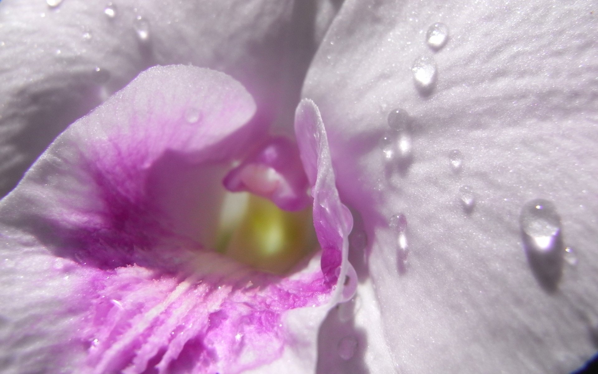 gotas de rocío flores mirada al interior creación delicada macro