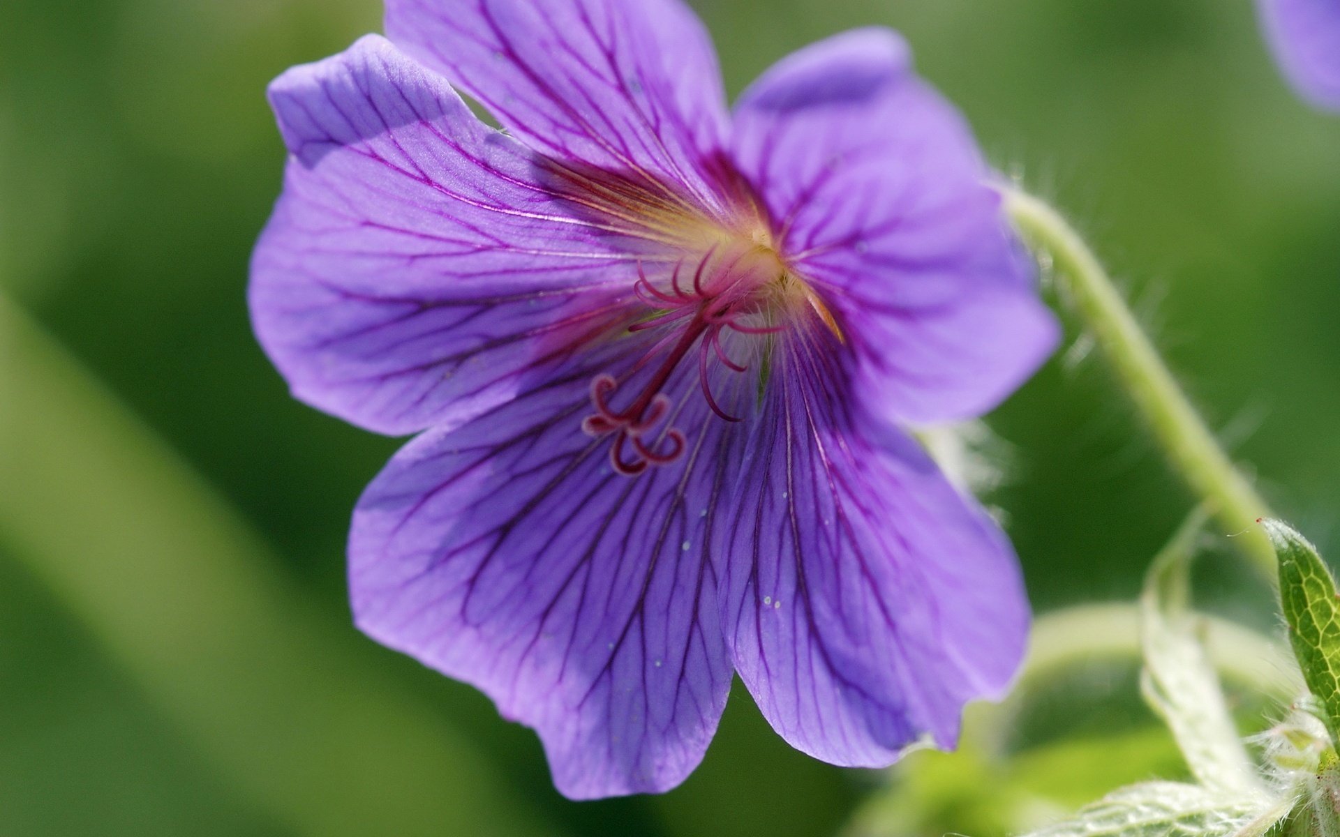 petali viola gambo soffice pistillo contorto fiori macro