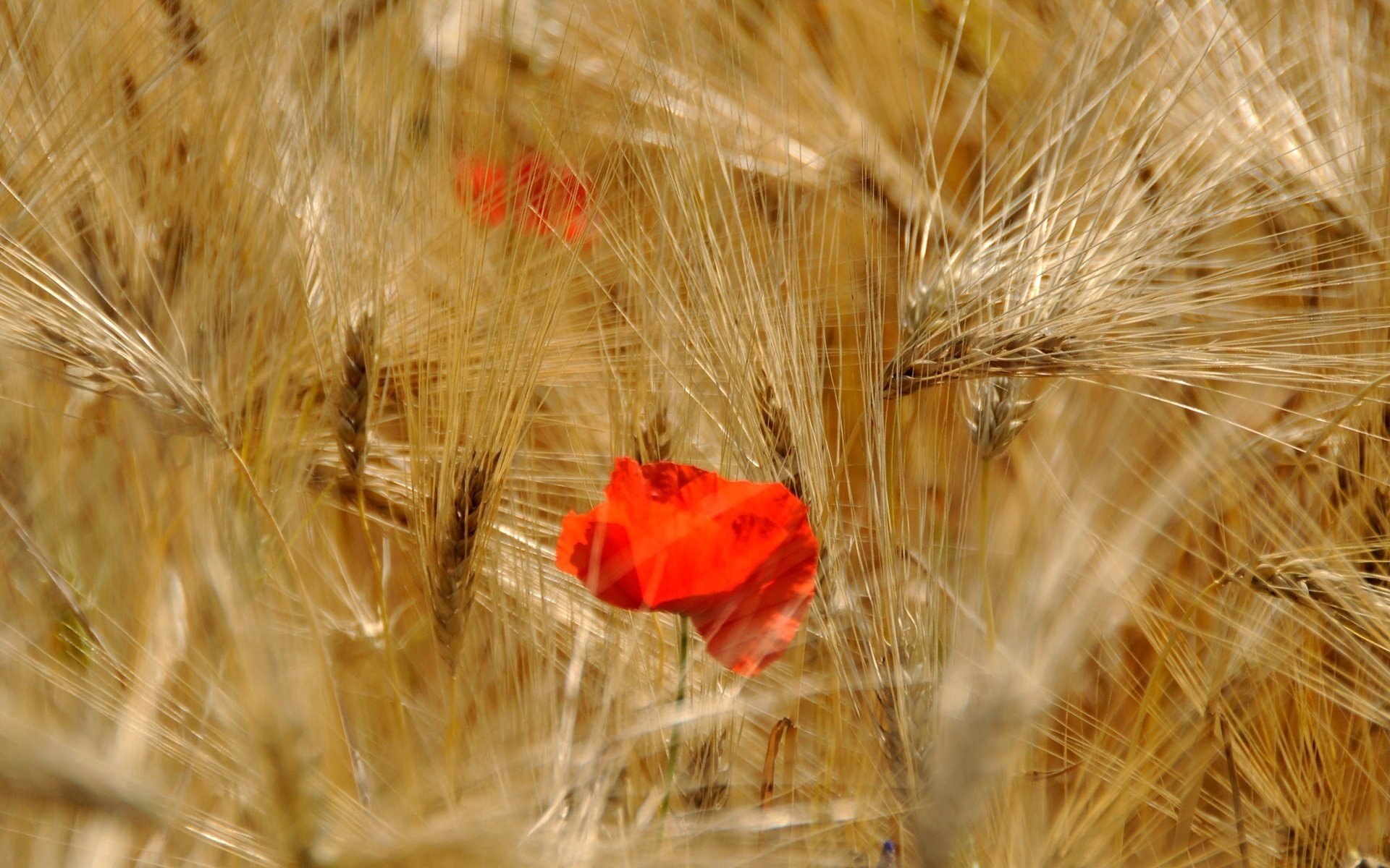 beauté de la nature fleurs coquelicots rouges épillets d or champ été