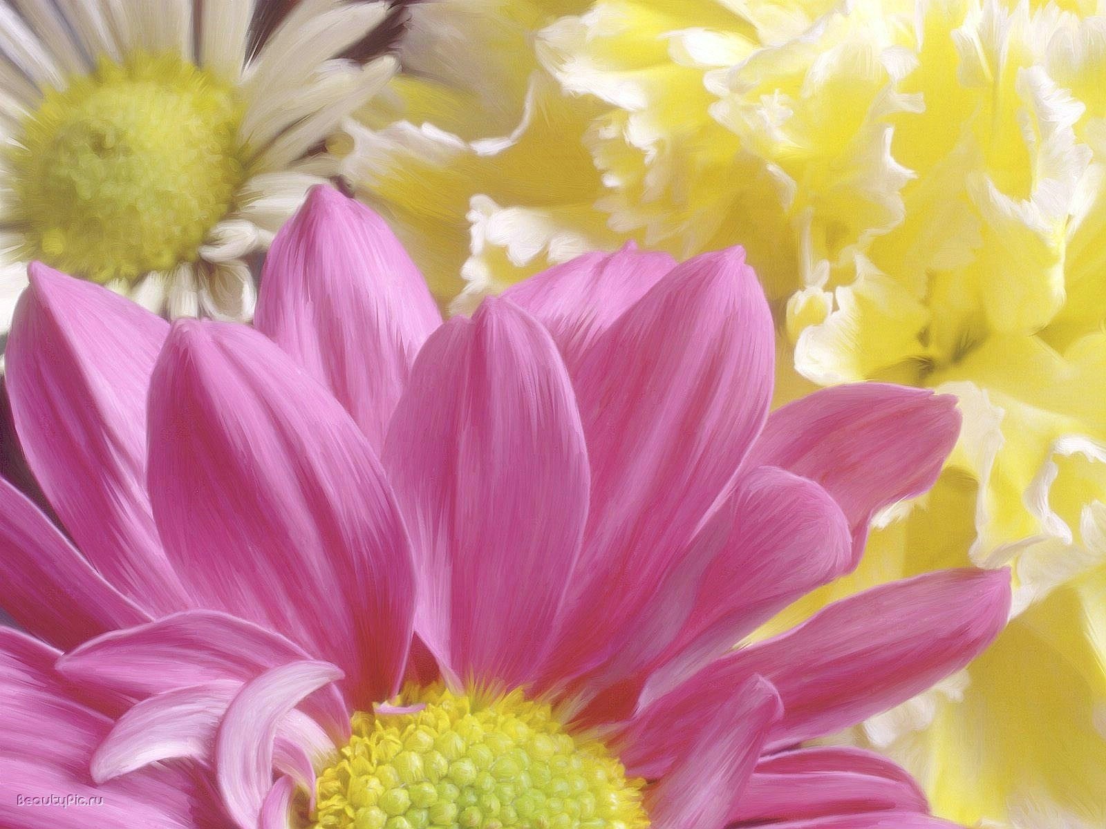 twisted petals flowers flowers lilac color macro