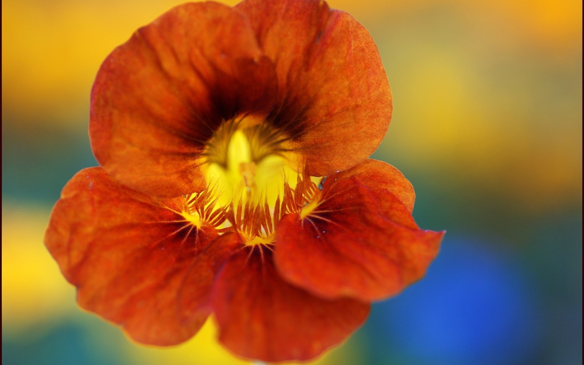 flor decorativa color rico tinte rojo flores macro