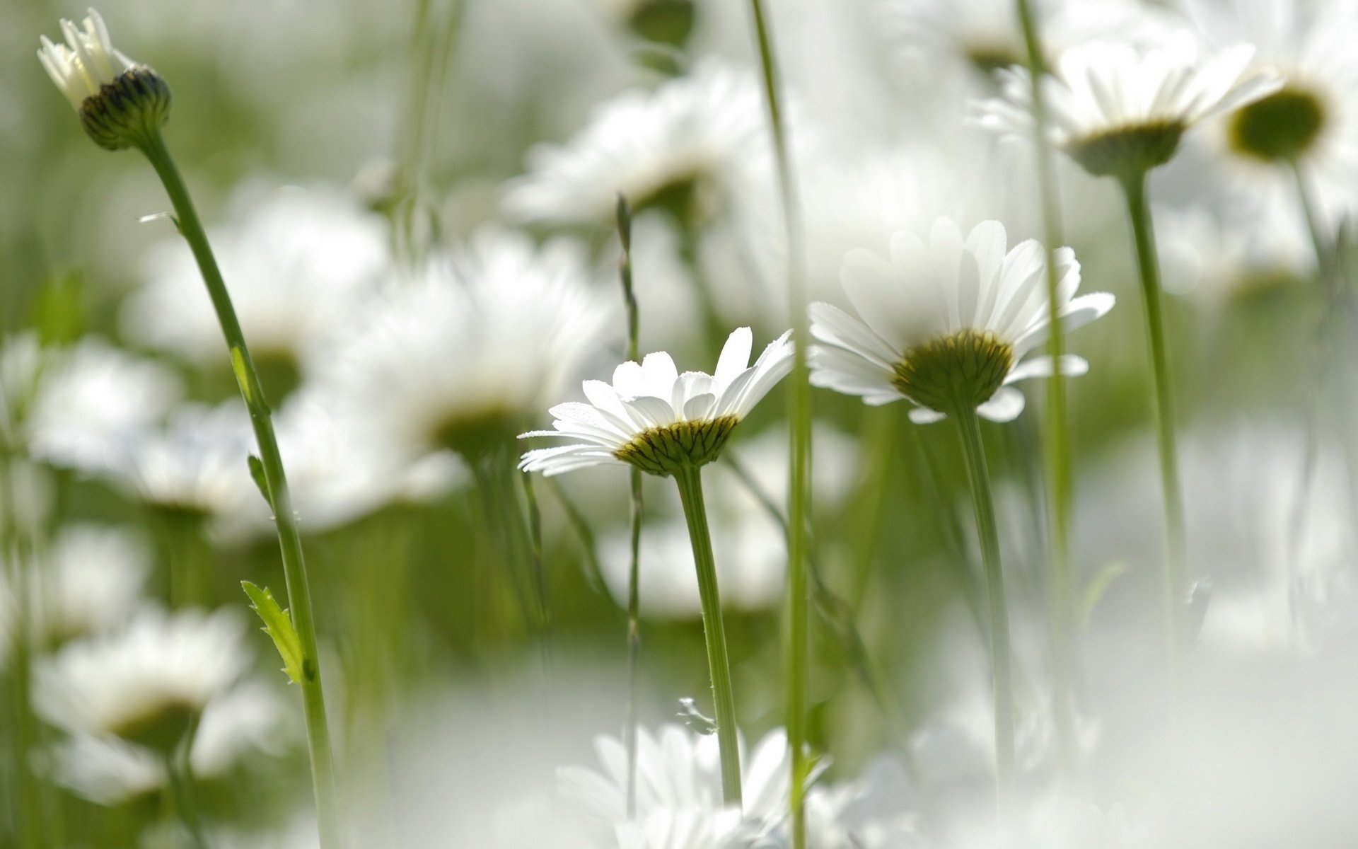 weiße blütenblätter blumen feld gänseblümchen makro