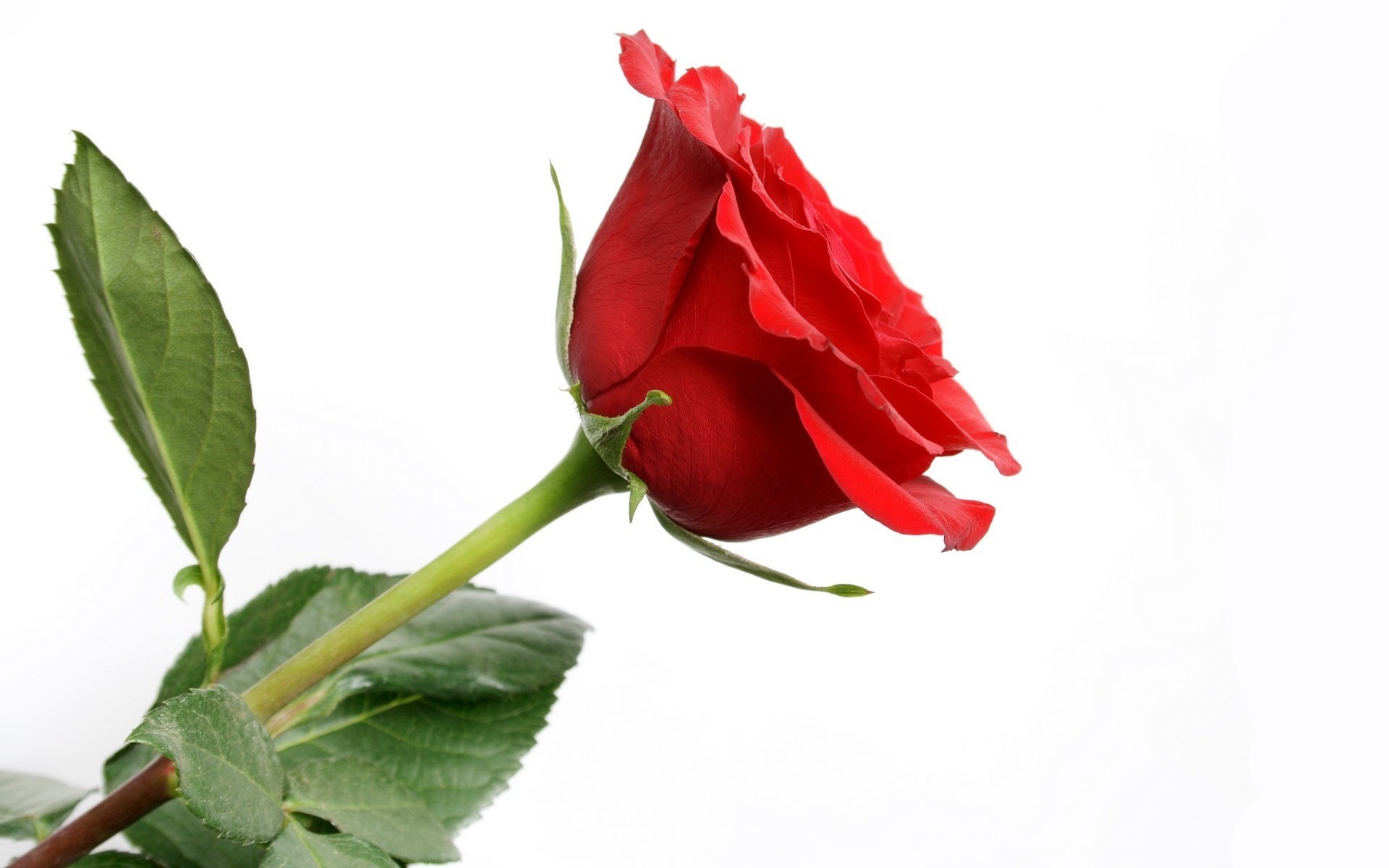 flower of emotions flowers romantic mood red rose macro rose