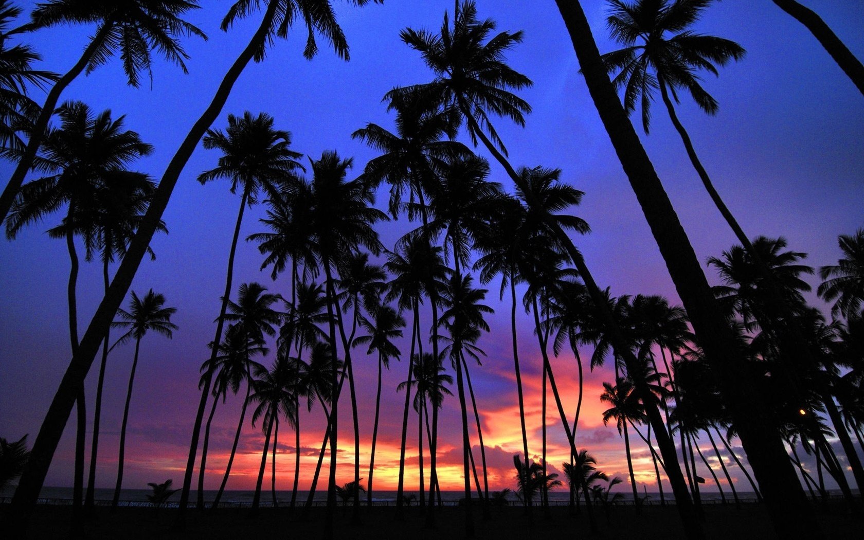 colored sky silhouettes of palm trees sunset palm trees the evening nature tropics landscape the sky vacation