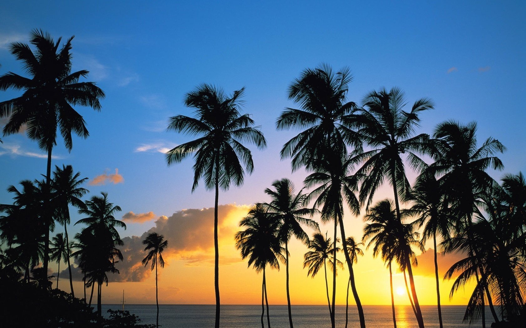 palme alte tramonto raggi di sole cielo palme mare sera isola orizzonte paesaggio natura tropici