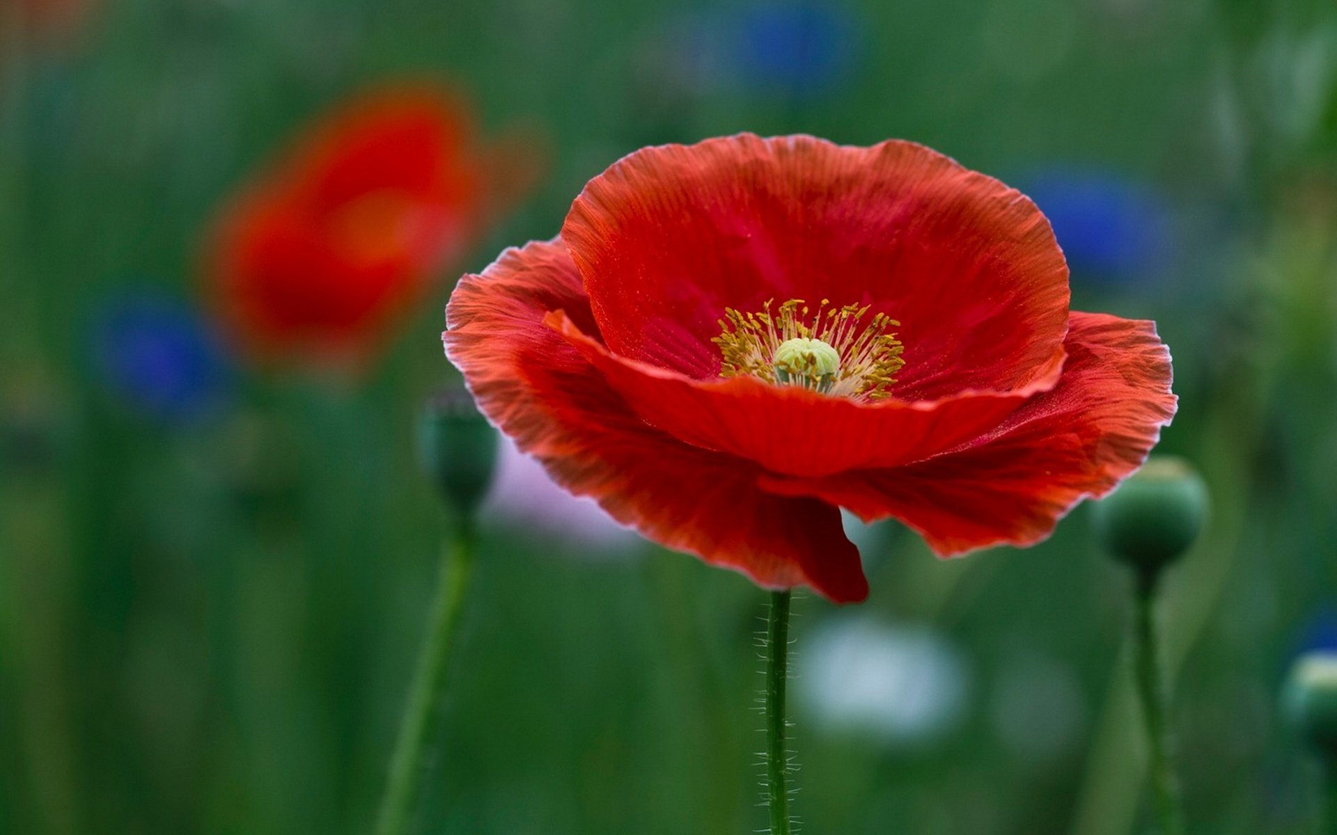 zarte kreation zerbrechliche blumen feldmohn blumen makro