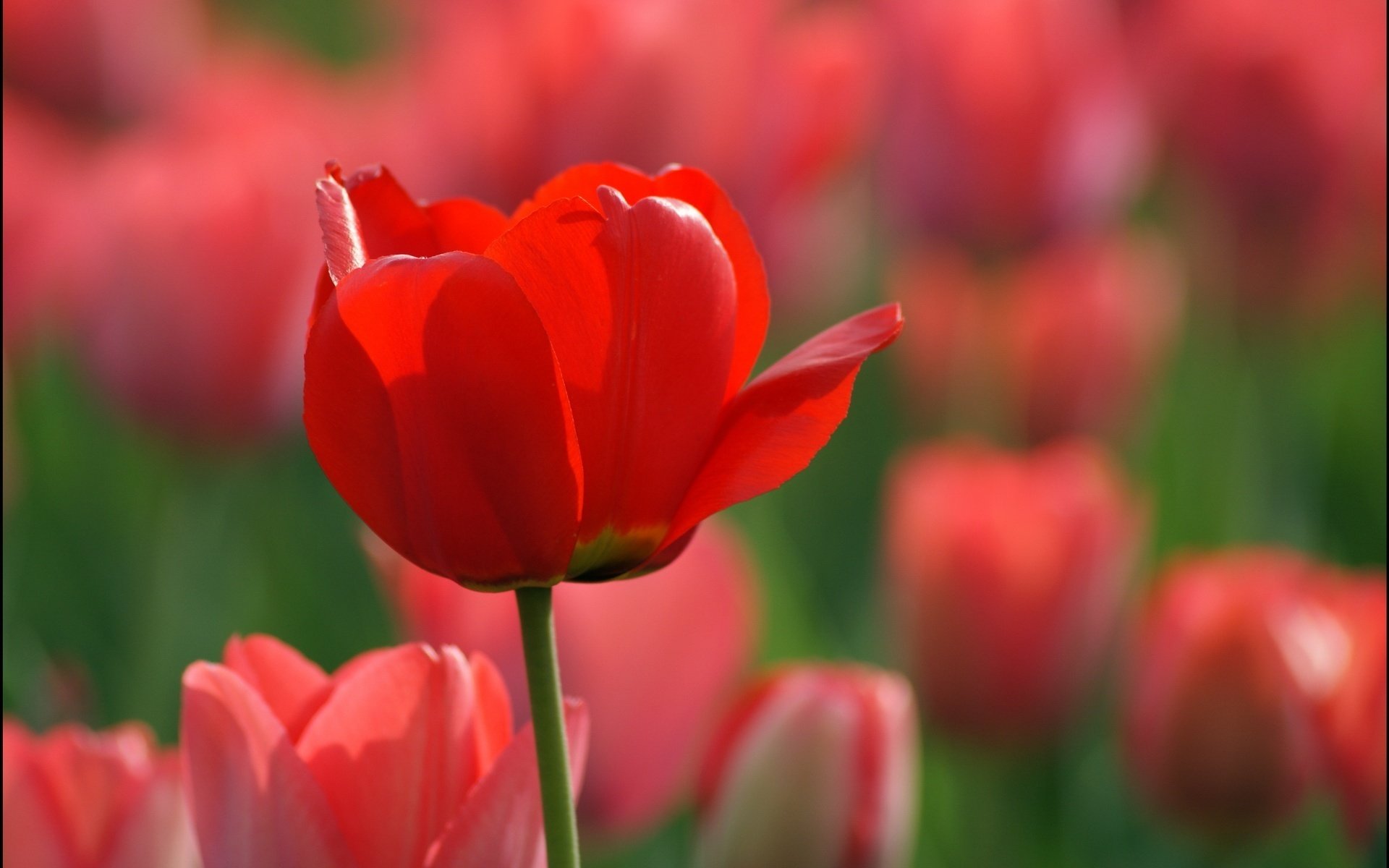 flores campo primavera tulipanes rojos macro naturaleza