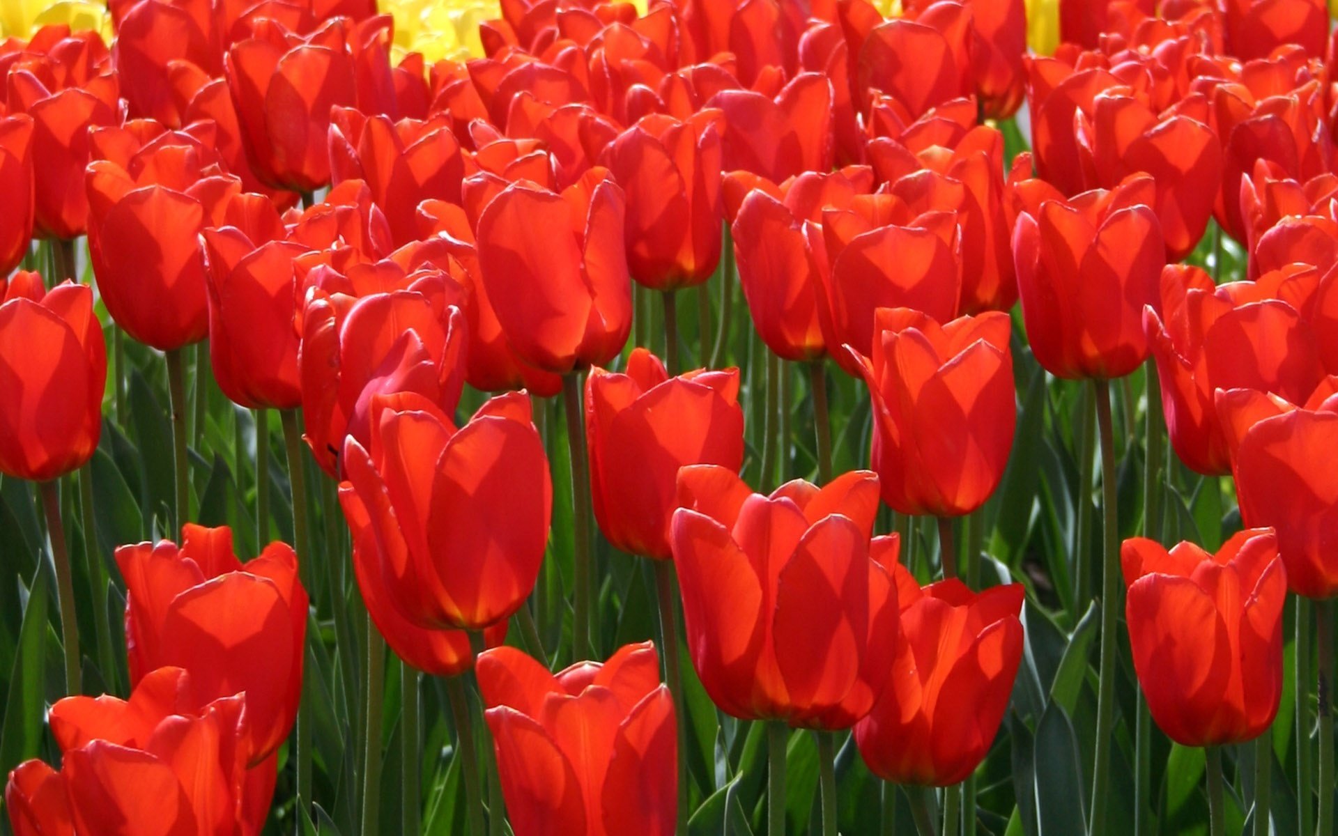 campo de fuego criaturas brillantes flores tulipanes rojos