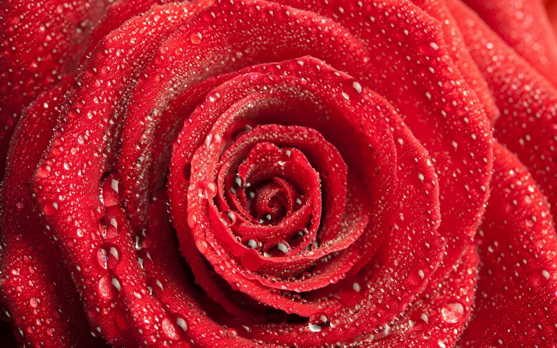 view from the top brown color flowers romance drops of dew macro rose