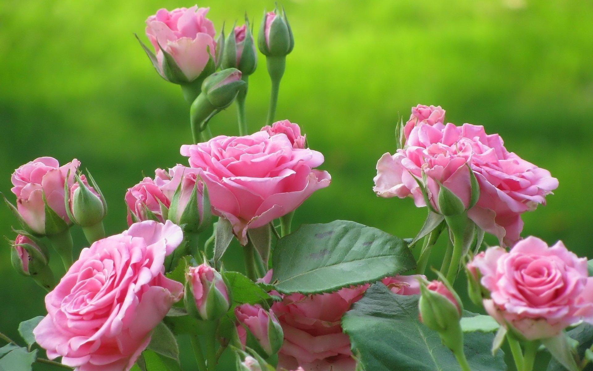 blumen hellrosa teerose knospen rosen natur grüns