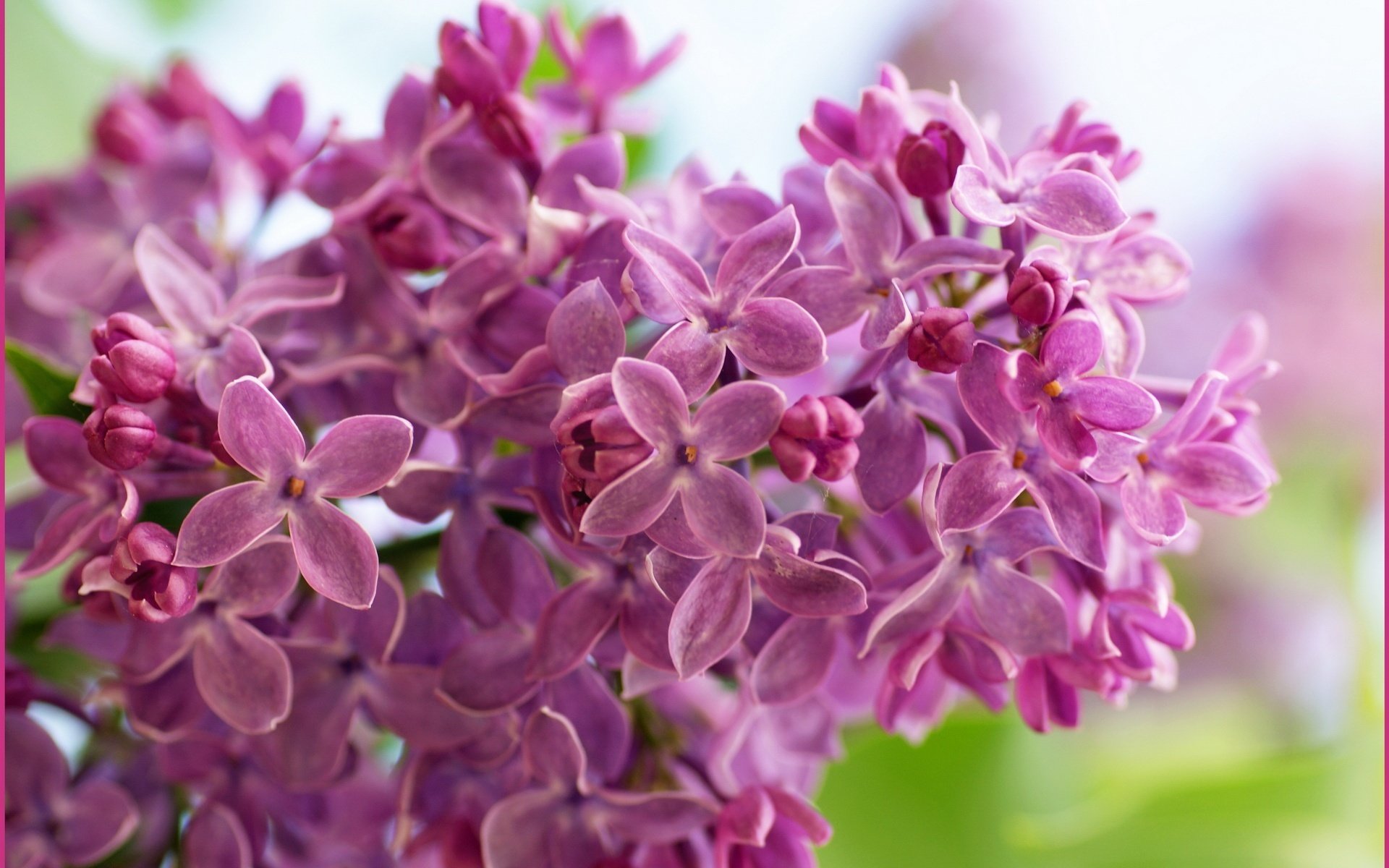 bourgeons ouverts fleurs petites fleurs lilas