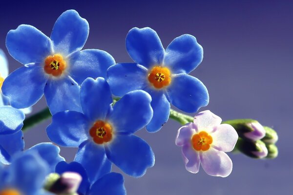 Blue flowers against the sky